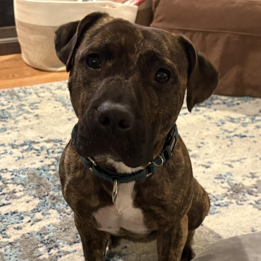 Enlarge Rico, a Adoptable Mixed Breed in Fairport, NY image 6/6