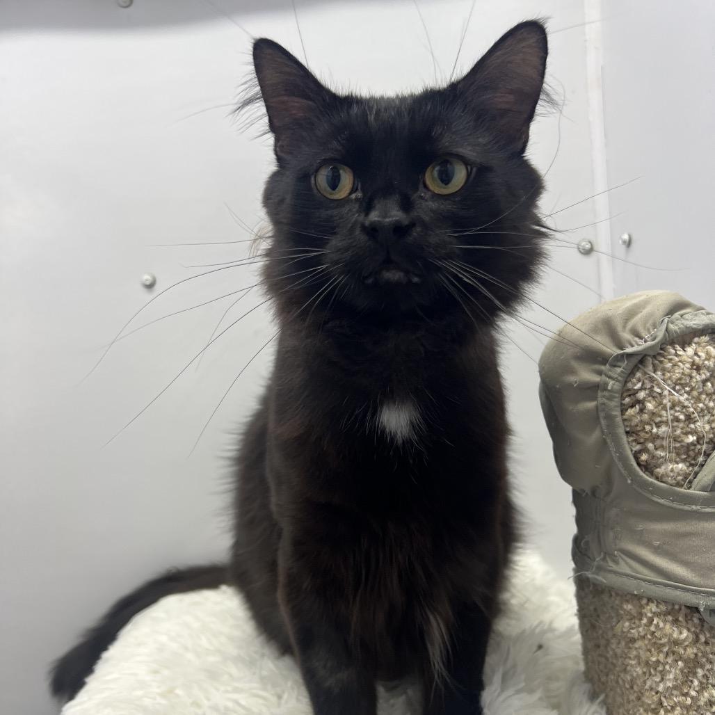 Pinot, Adoptable, Adult Male Domestic Medium Hair.