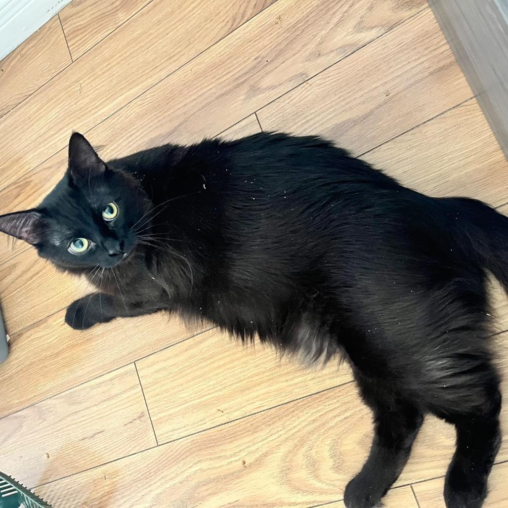Enlarge Pinot, a Adoptable Domestic Medium Hair in Puslinch, ON image 2/6