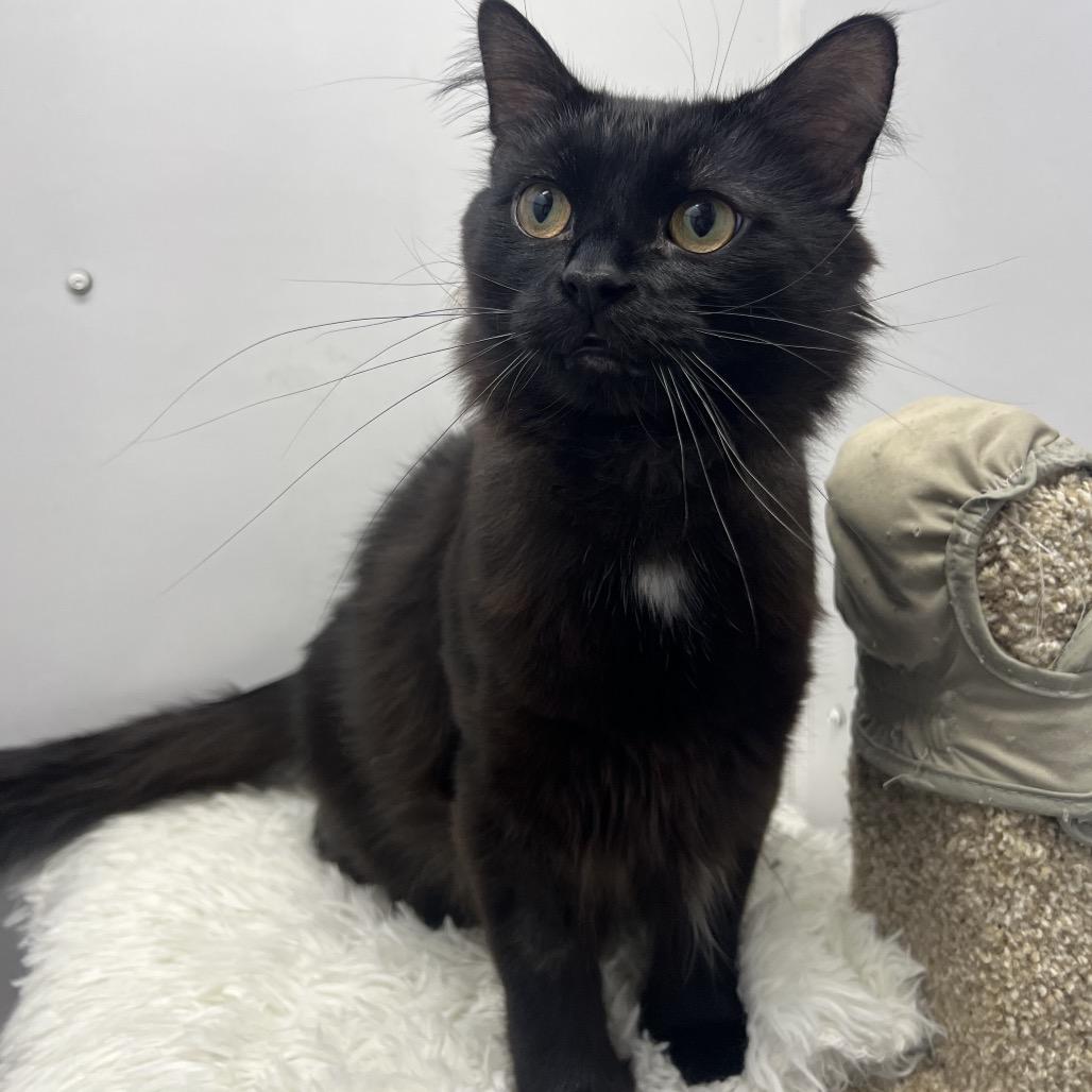 Enlarge Pinot, a Adoptable Domestic Medium Hair in Puslinch, ON image 3/6