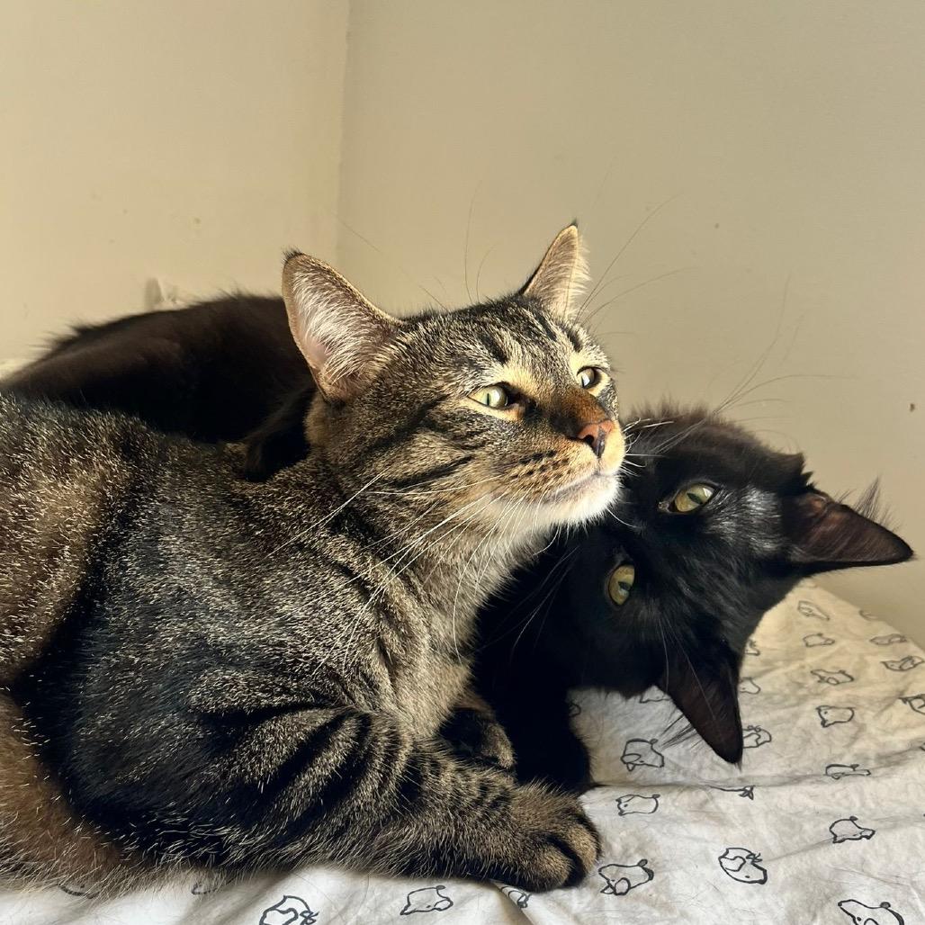 Enlarge Pinot, a Adoptable Domestic Medium Hair in Puslinch, ON image 4/6