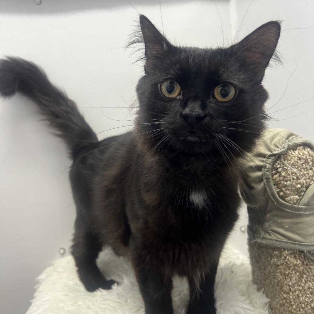 Enlarge Pinot, a Adoptable Domestic Medium Hair in Puslinch, ON image 5/6