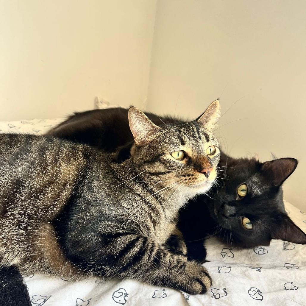 Enlarge Pinot, a Adoptable Domestic Medium Hair in Puslinch, ON image 6/6