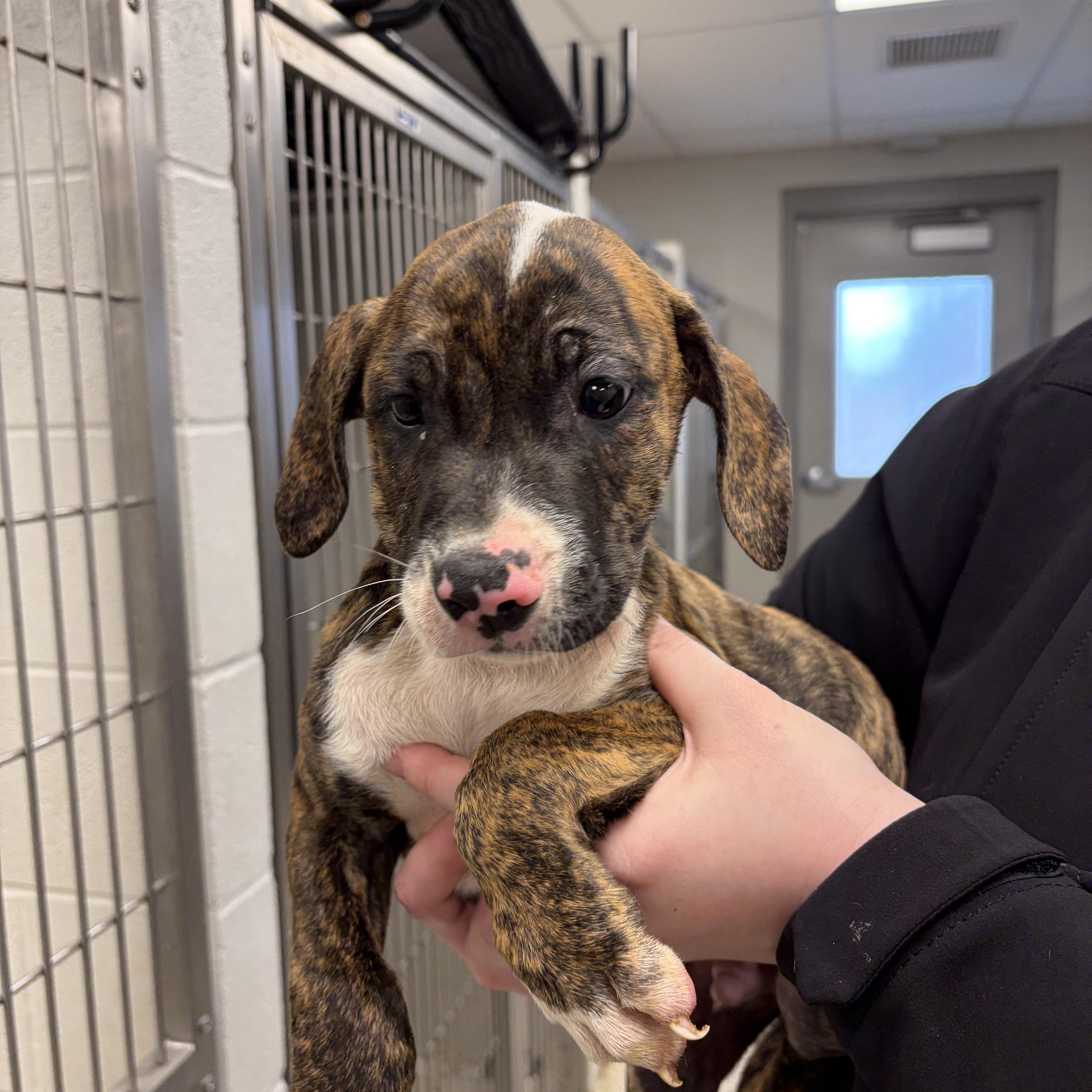 Enlarge Forrest , an adopted mixed breed in Liberty, MO image 1/5
