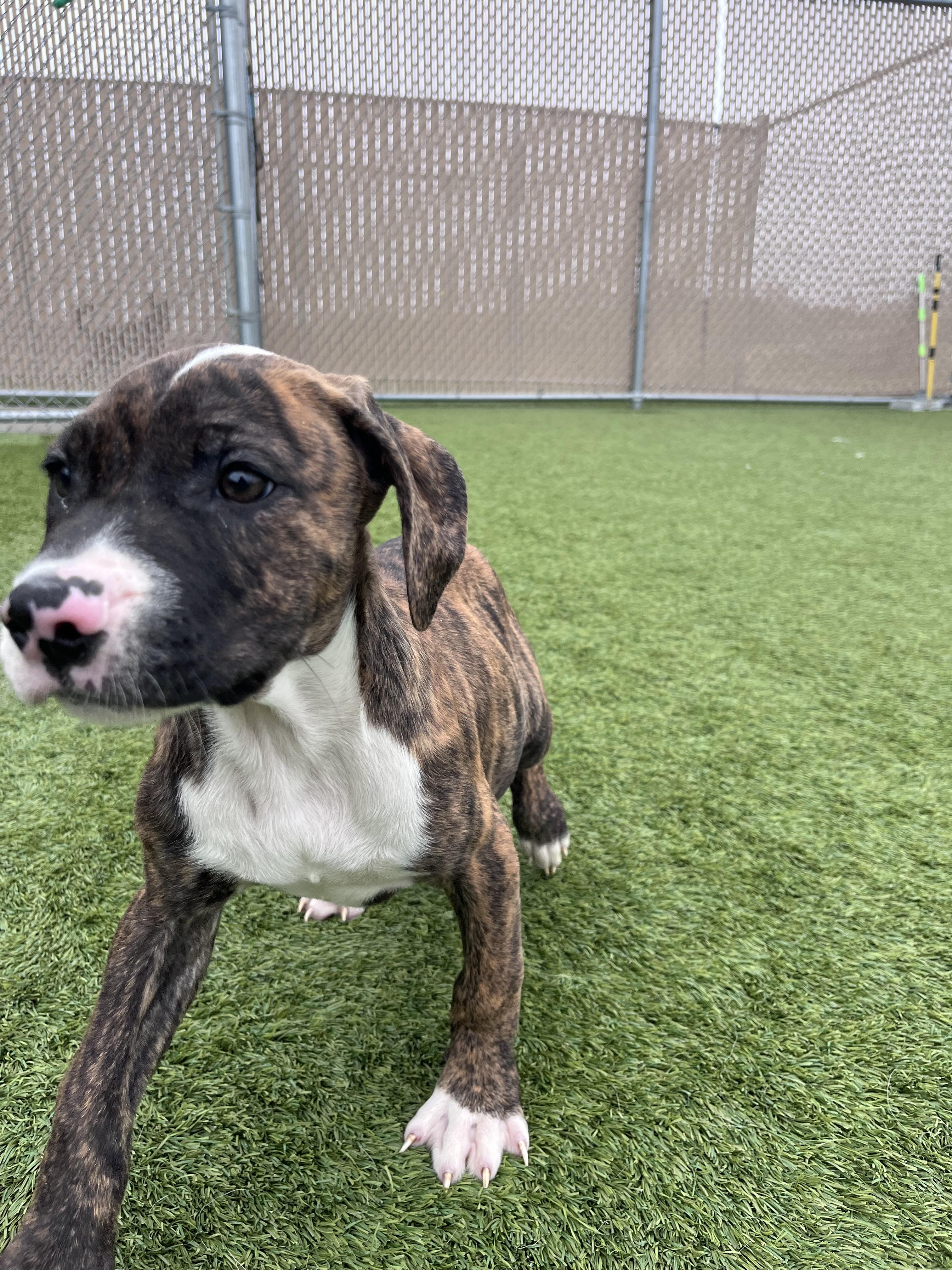 Enlarge Forrest , an adopted mixed breed in Liberty, MO image 2/5