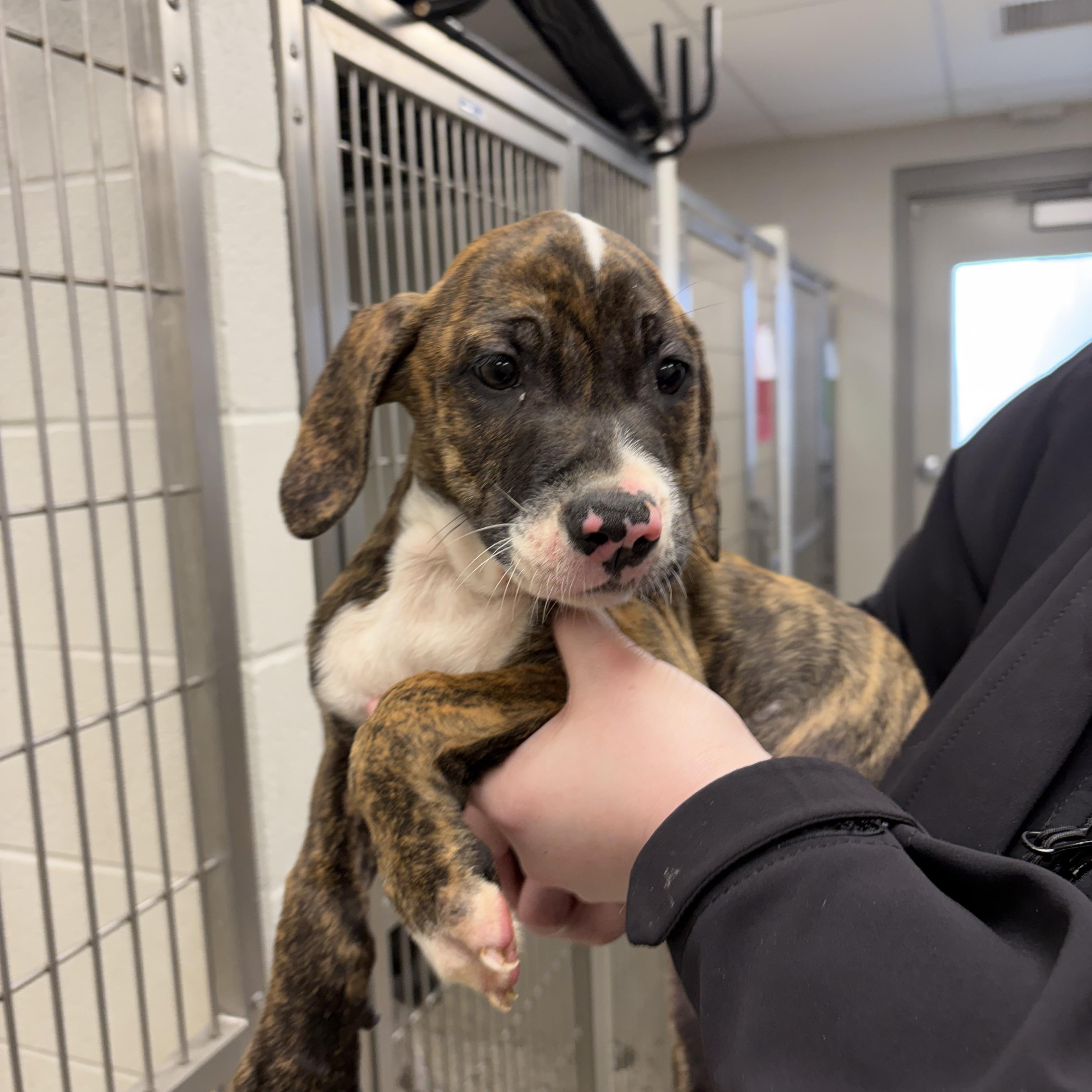 Enlarge Forrest , an adopted mixed breed in Liberty, MO image 4/5