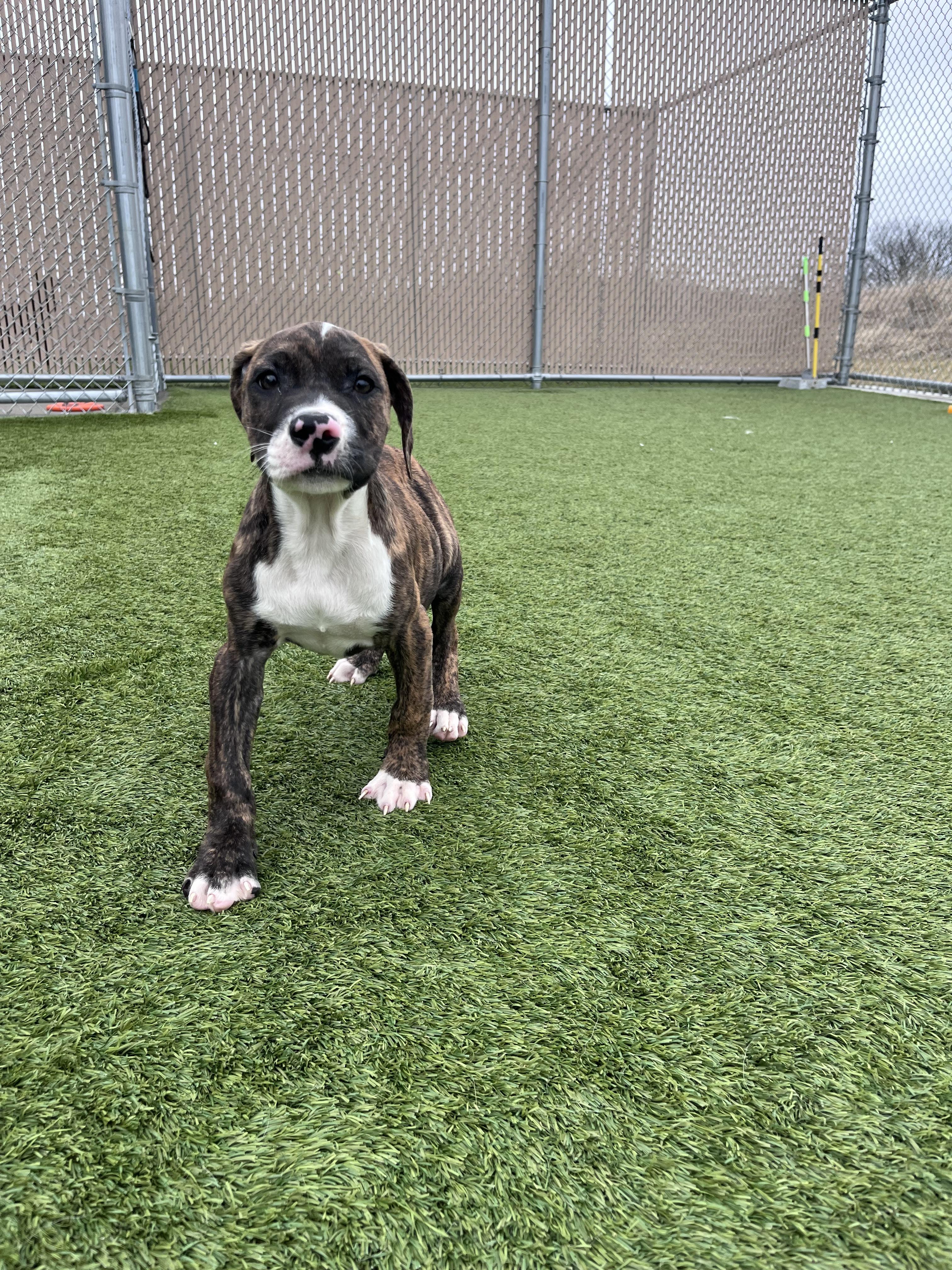Enlarge Forrest , an adopted mixed breed in Liberty, MO image 3/5