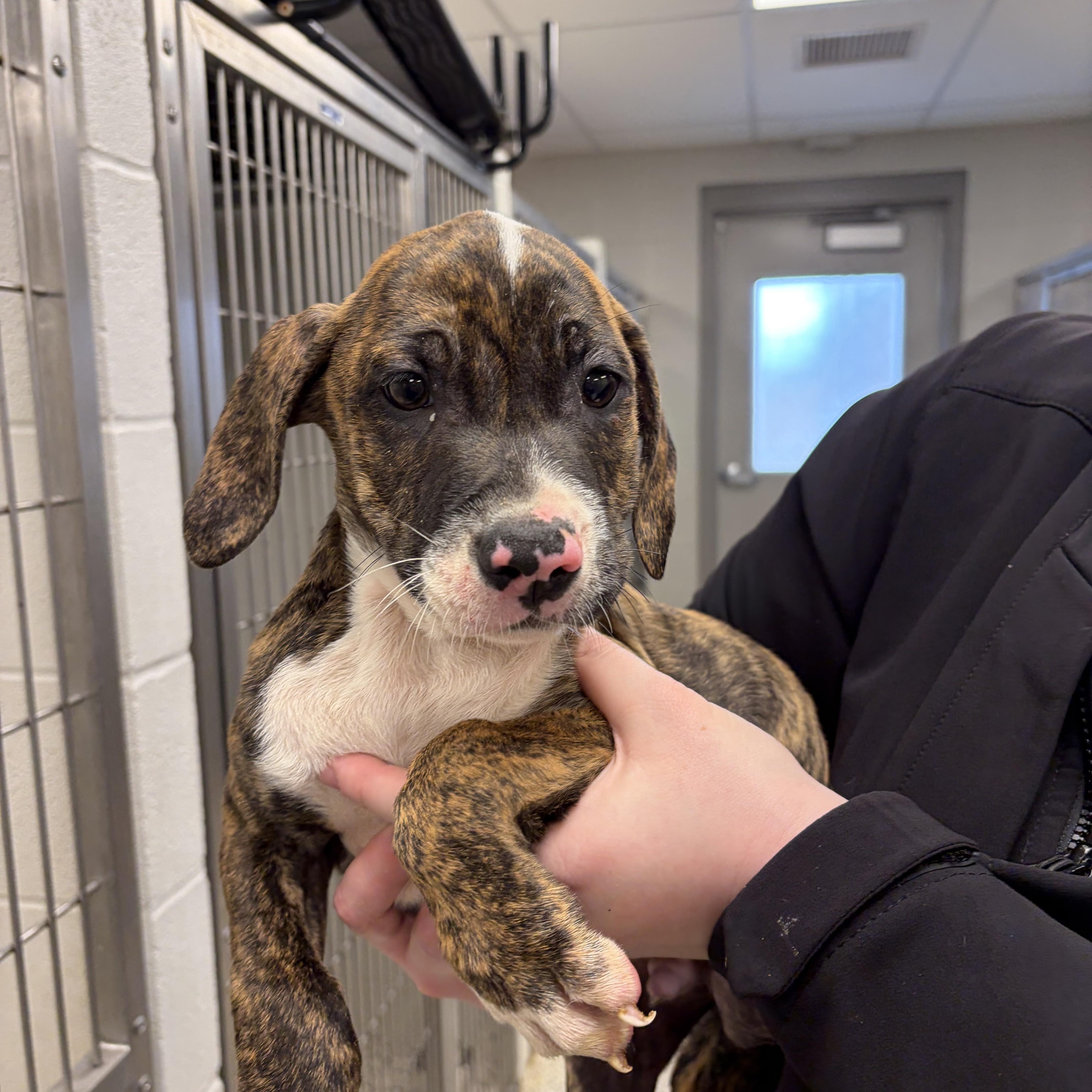 Enlarge Forrest , an adopted mixed breed in Liberty, MO image 5/5
