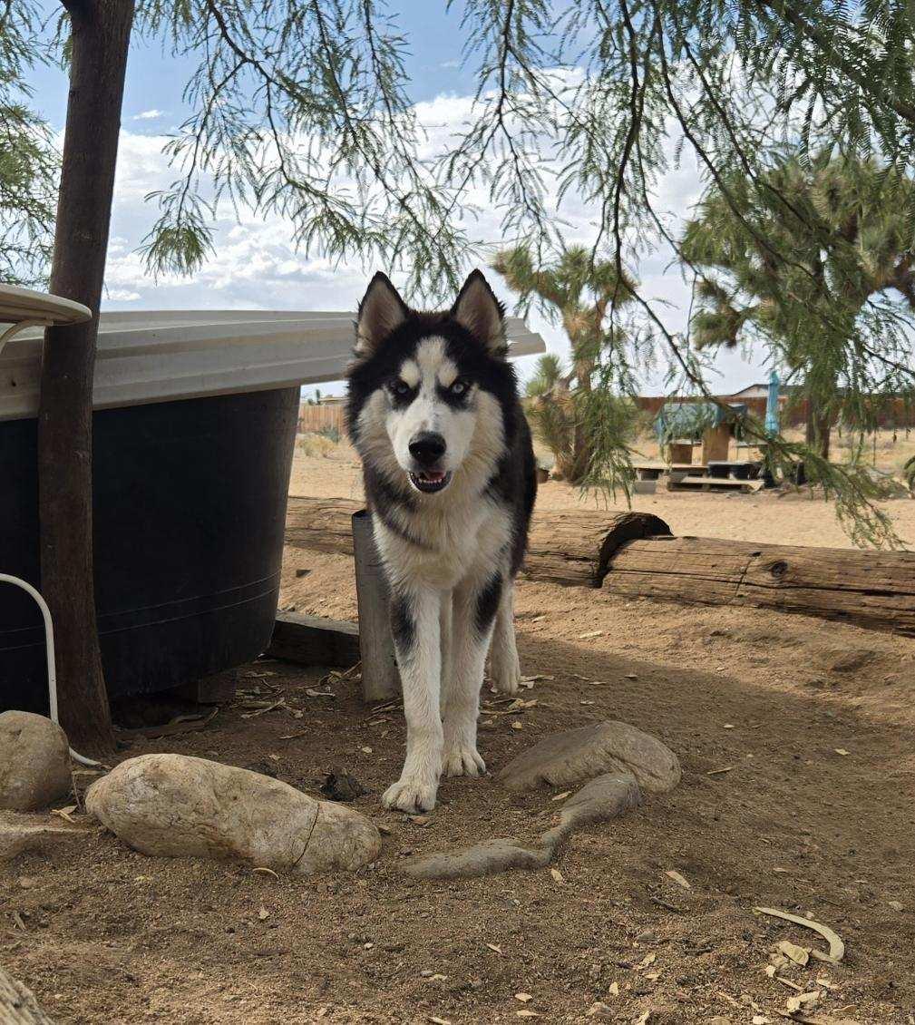 Noah, Adoptable, Adult Male Husky.