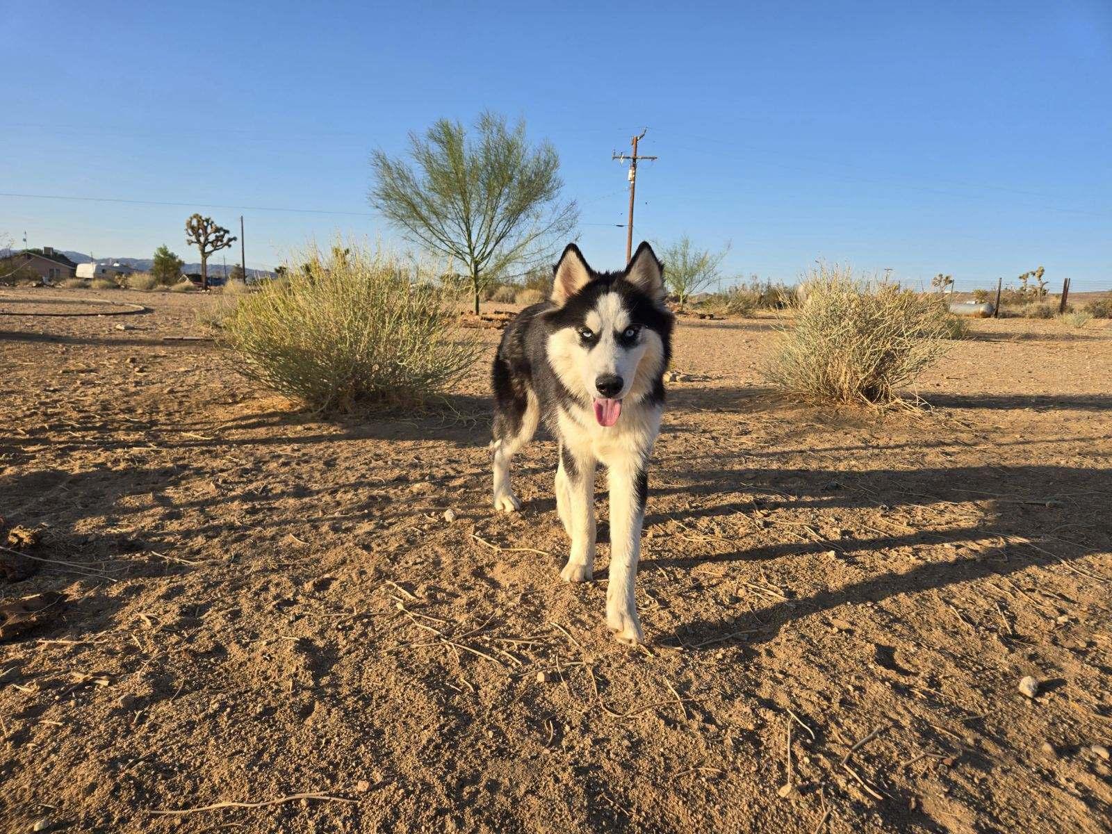 Enlarge Noah, a Adoptable Husky in Agua Dulce, CA image 3/6