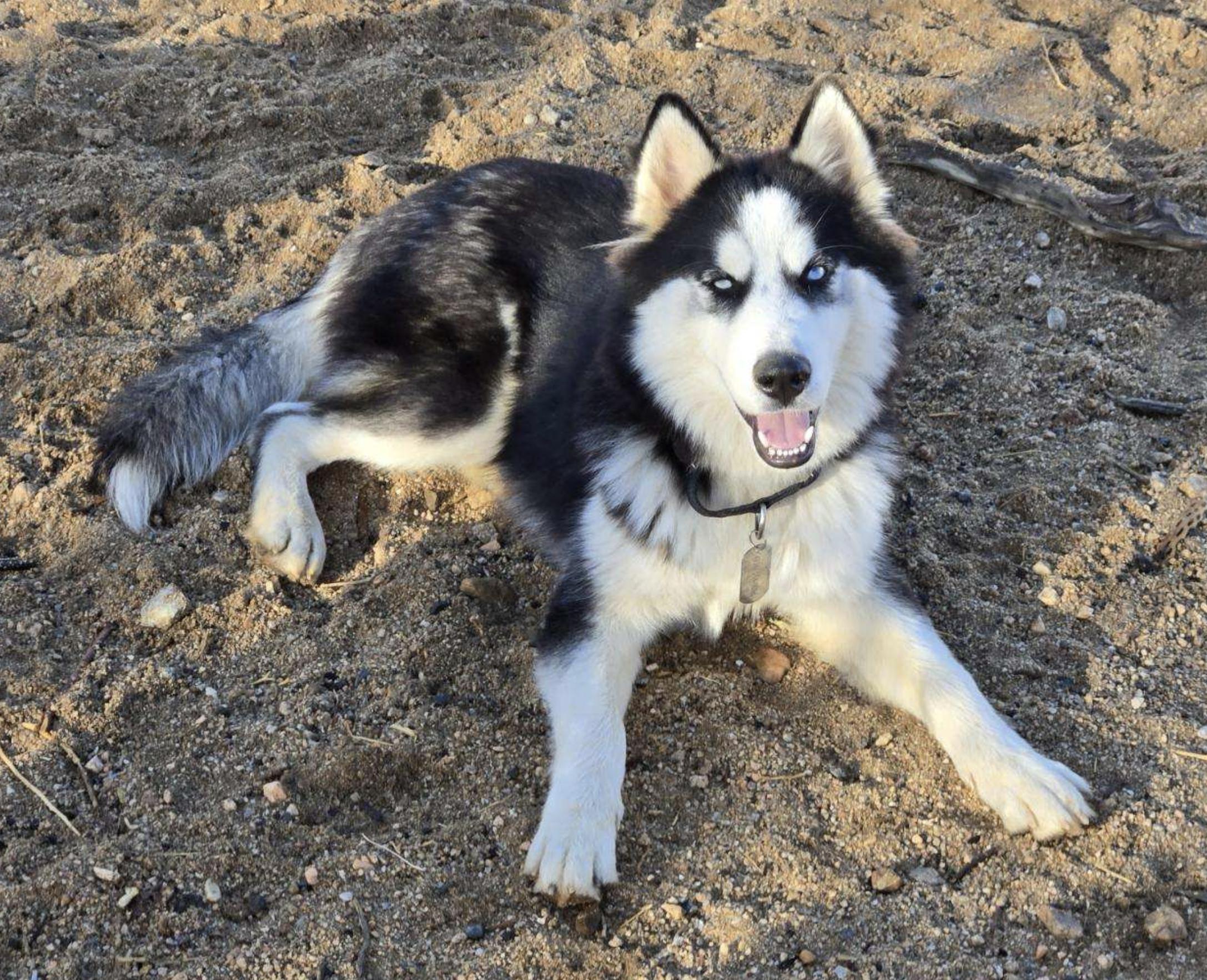 Enlarge Noah, a Adoptable Husky in Agua Dulce, CA image 4/6
