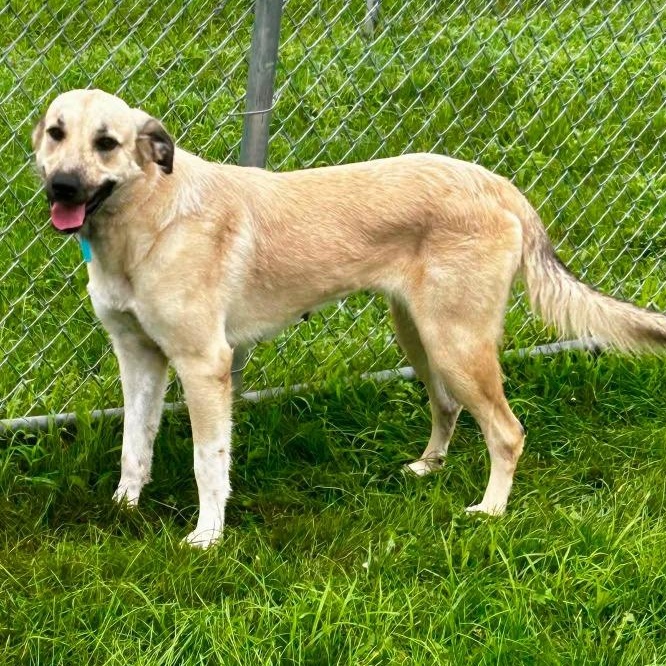 Thea, Adoptable, Young Female Anatolian Shepherd.