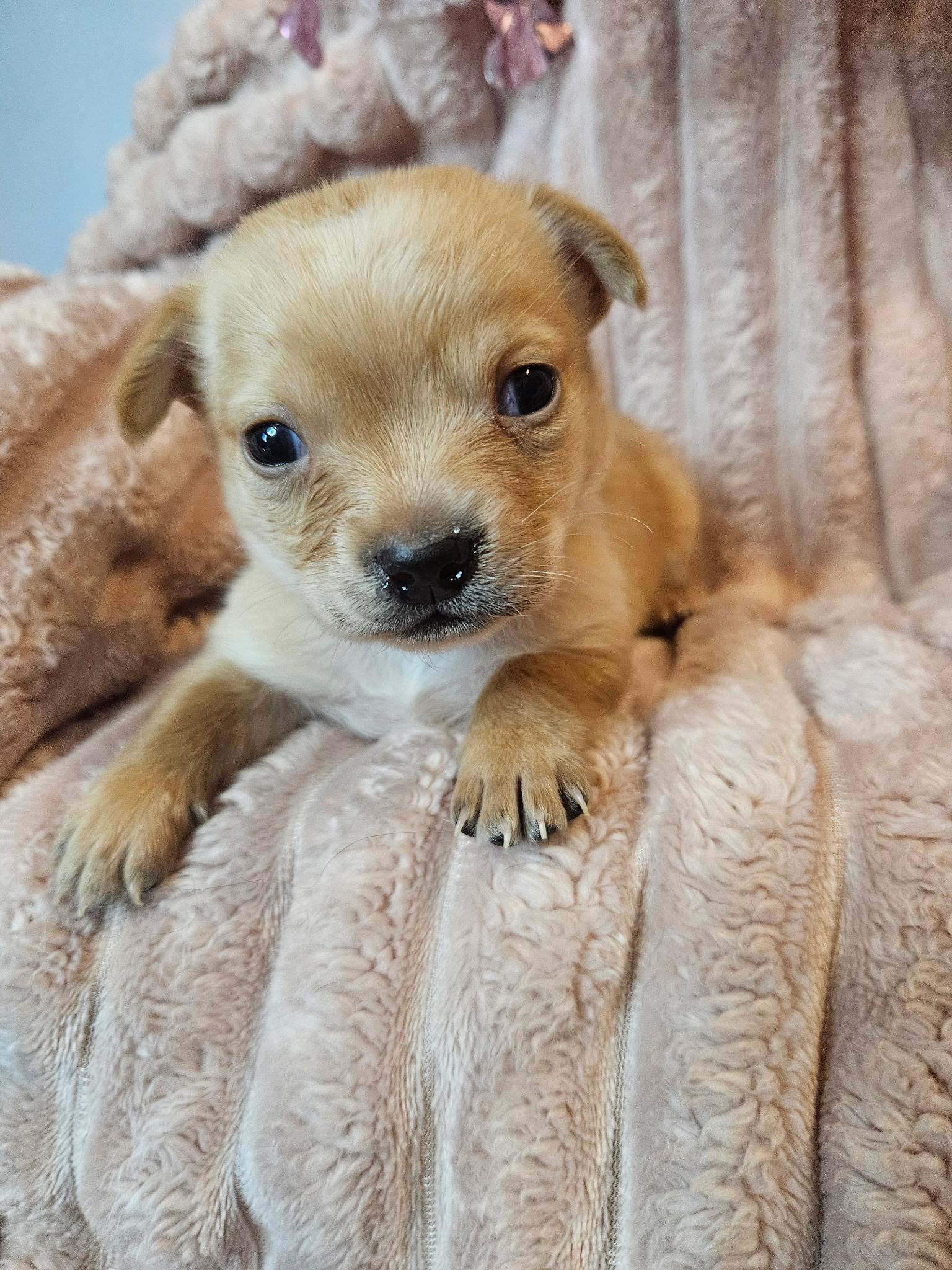 Enlarge Sparkle, a Adoptable mixed breed in Marietta, GA image 1/1