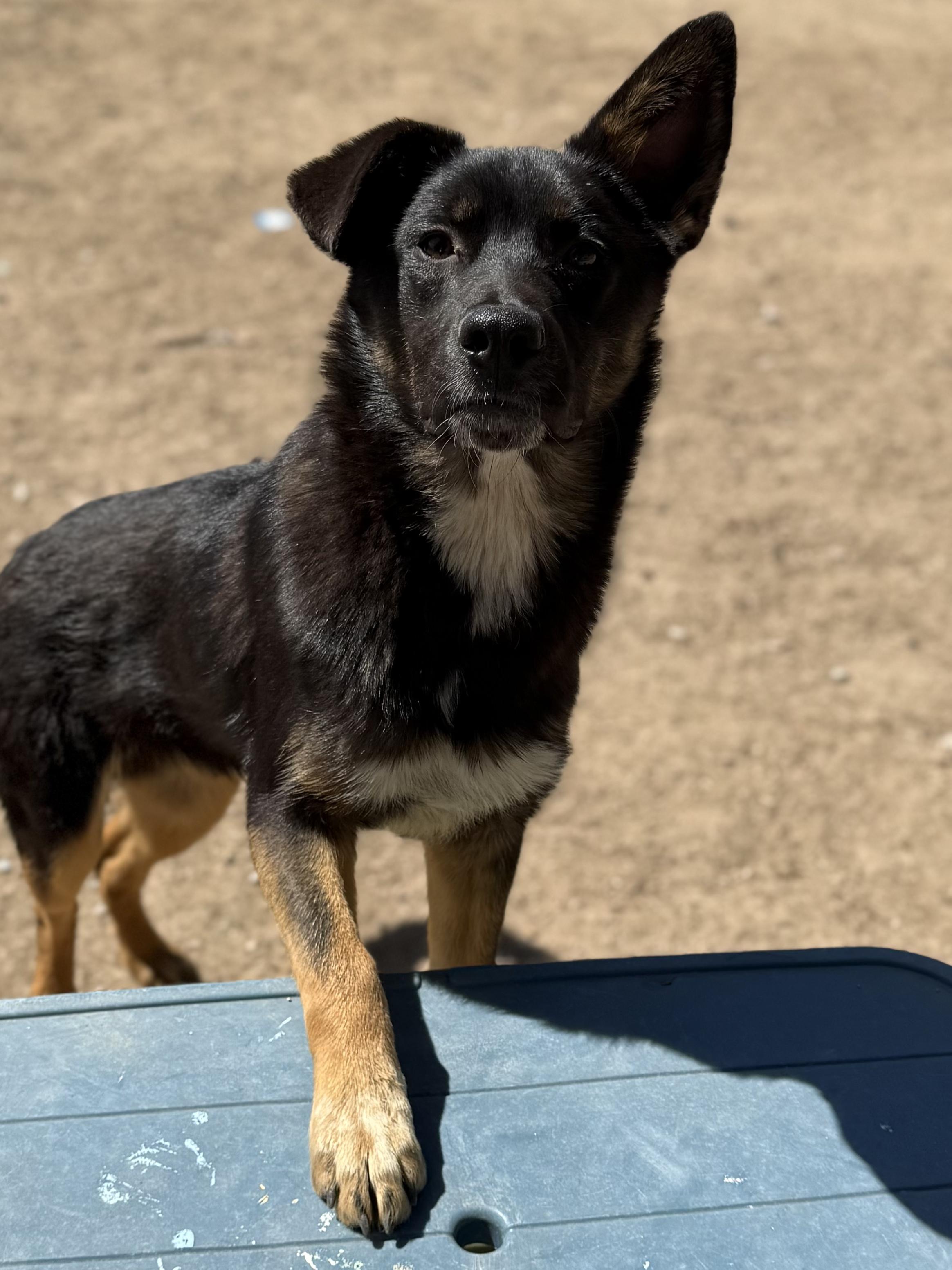 Bruno, ADOPTABLE, Young Male Australian Shepherd & Australian Cattle Dog / Blue Heeler.