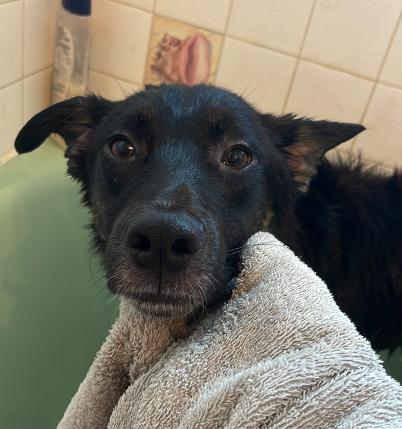 Enlarge Bruno, a ADOPTABLE mixed breed in Colville , WA image 2/2