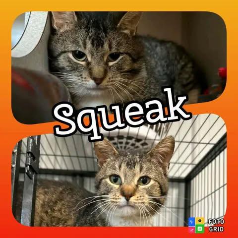 Squeek, adopted, Young Male American Shorthair.