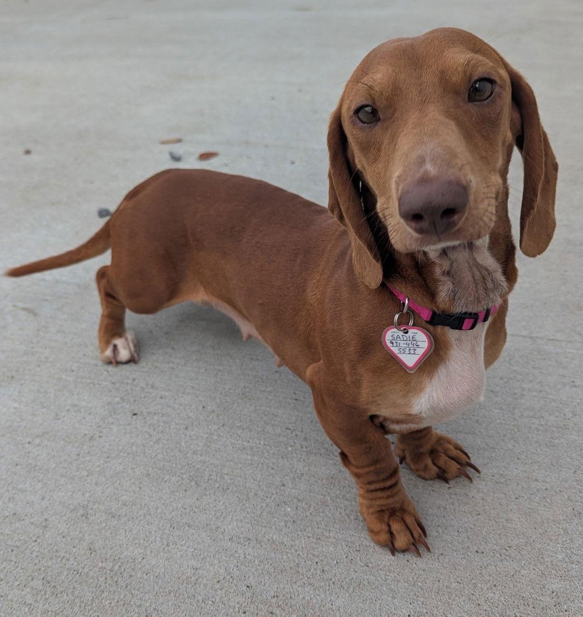 Enlarge Sadie in SC, a ADOPTABLE Dachshund in Georgetown, SC image 4/4
