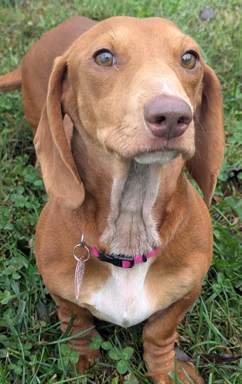 Enlarge Sadie in SC, a ADOPTABLE Dachshund in Georgetown, SC image 2/4