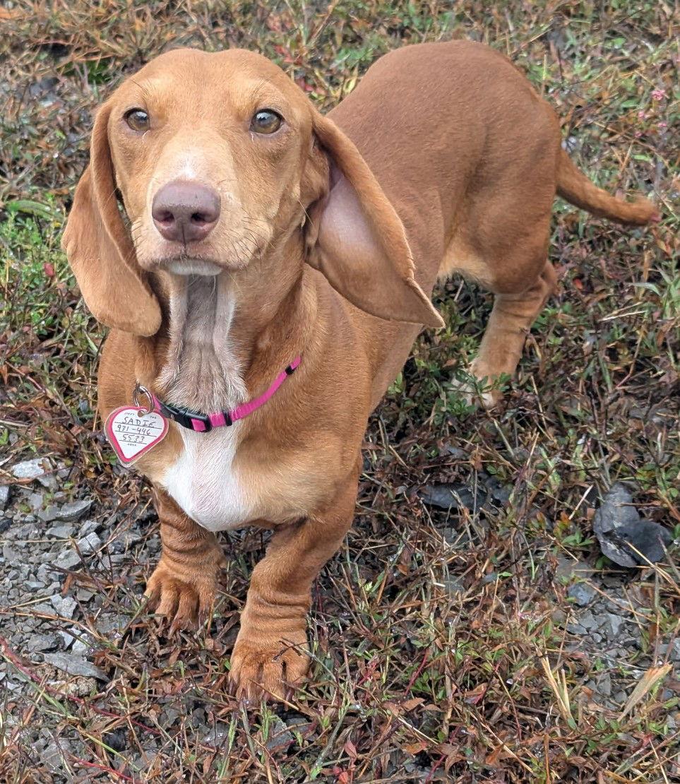 Enlarge Sadie in SC, a ADOPTABLE Dachshund in Georgetown, SC image 3/4