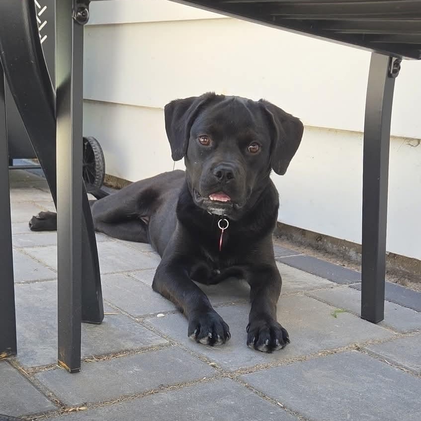 MEADOW 425, an adopted mixed breed in Milwaukee, WI image 1/4