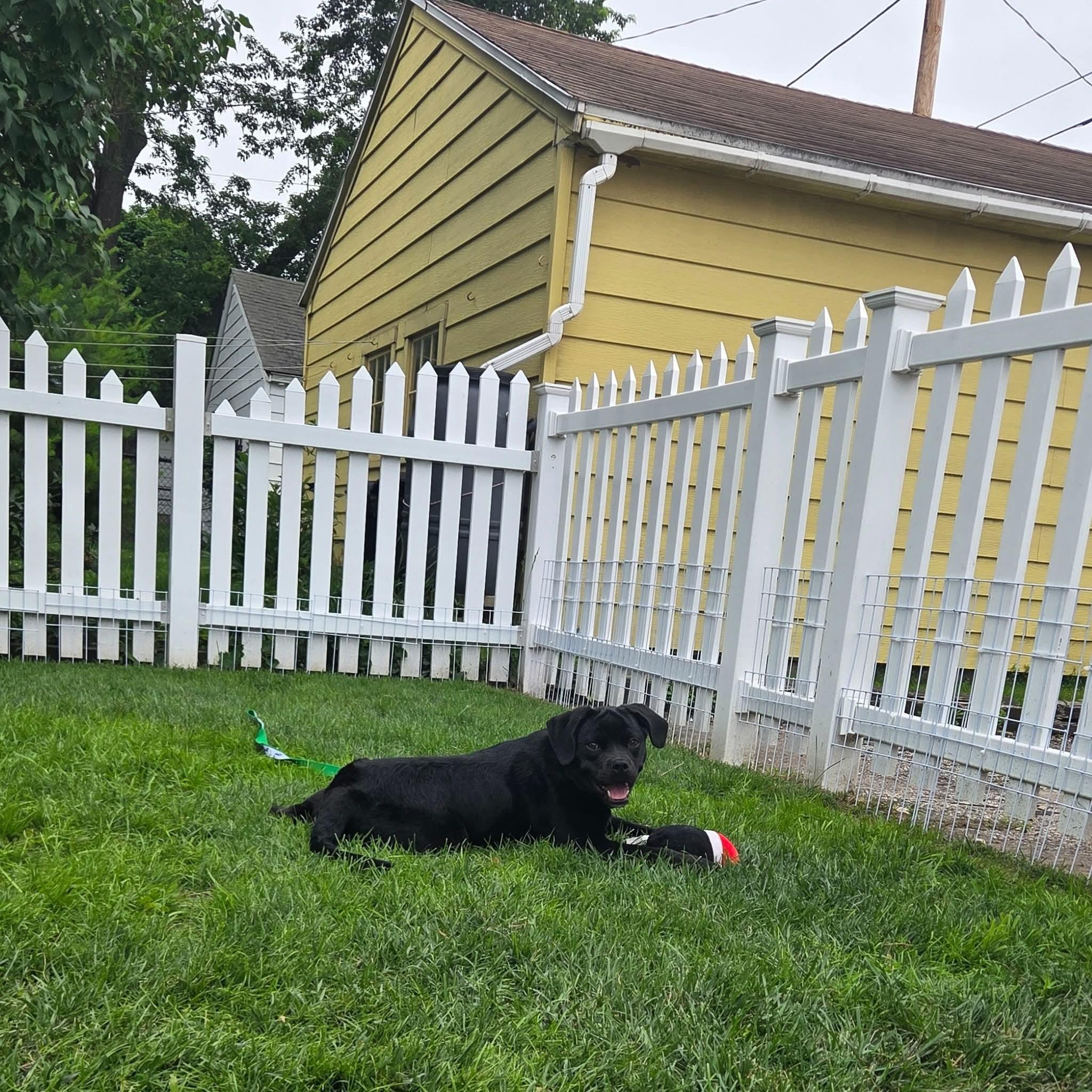 MEADOW 425, an adopted mixed breed in Milwaukee, WI image 3/4