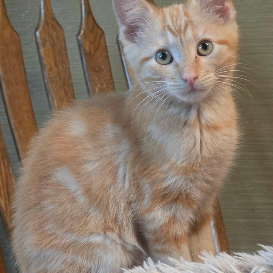 Jalapeno, adopted, Kitten Male Domestic Short Hair.