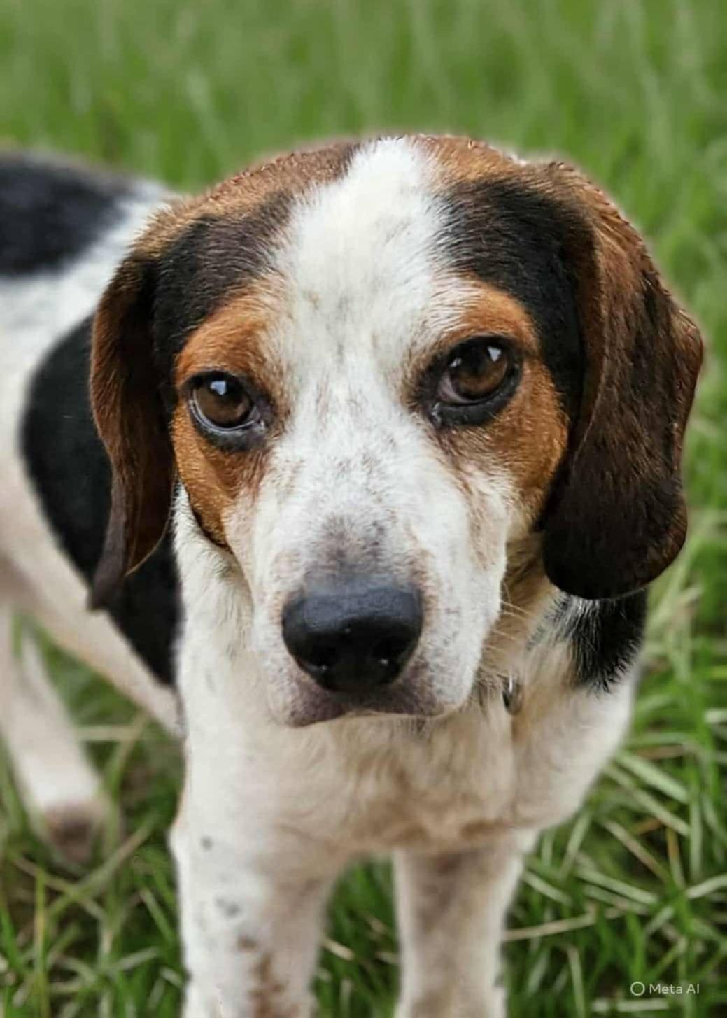 Rucker, Adoptable, Adult Male Beagle.