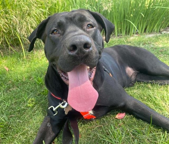 Enlarge LOKI, a Adoptable mixed breed in Tustin, CA image 1/1