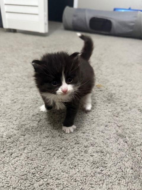 Enlarge Firecracker, a Adopted Domestic Short Hair in Island Lake, IL image 1/1