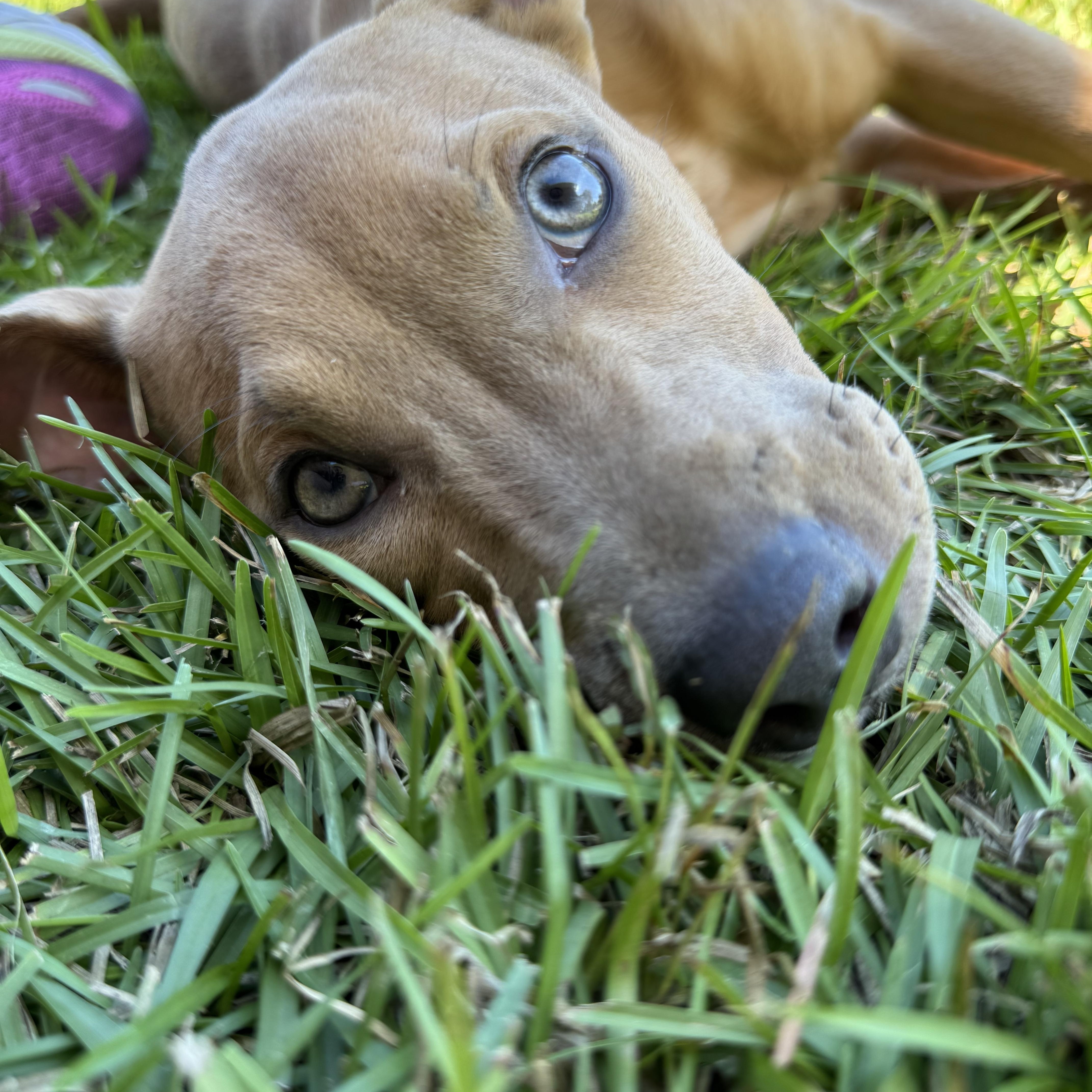 Enlarge SARABI…..sweet, submissive, BABY!!!!, a Adoptable mixed breed in Cantonment, FL image 1/5