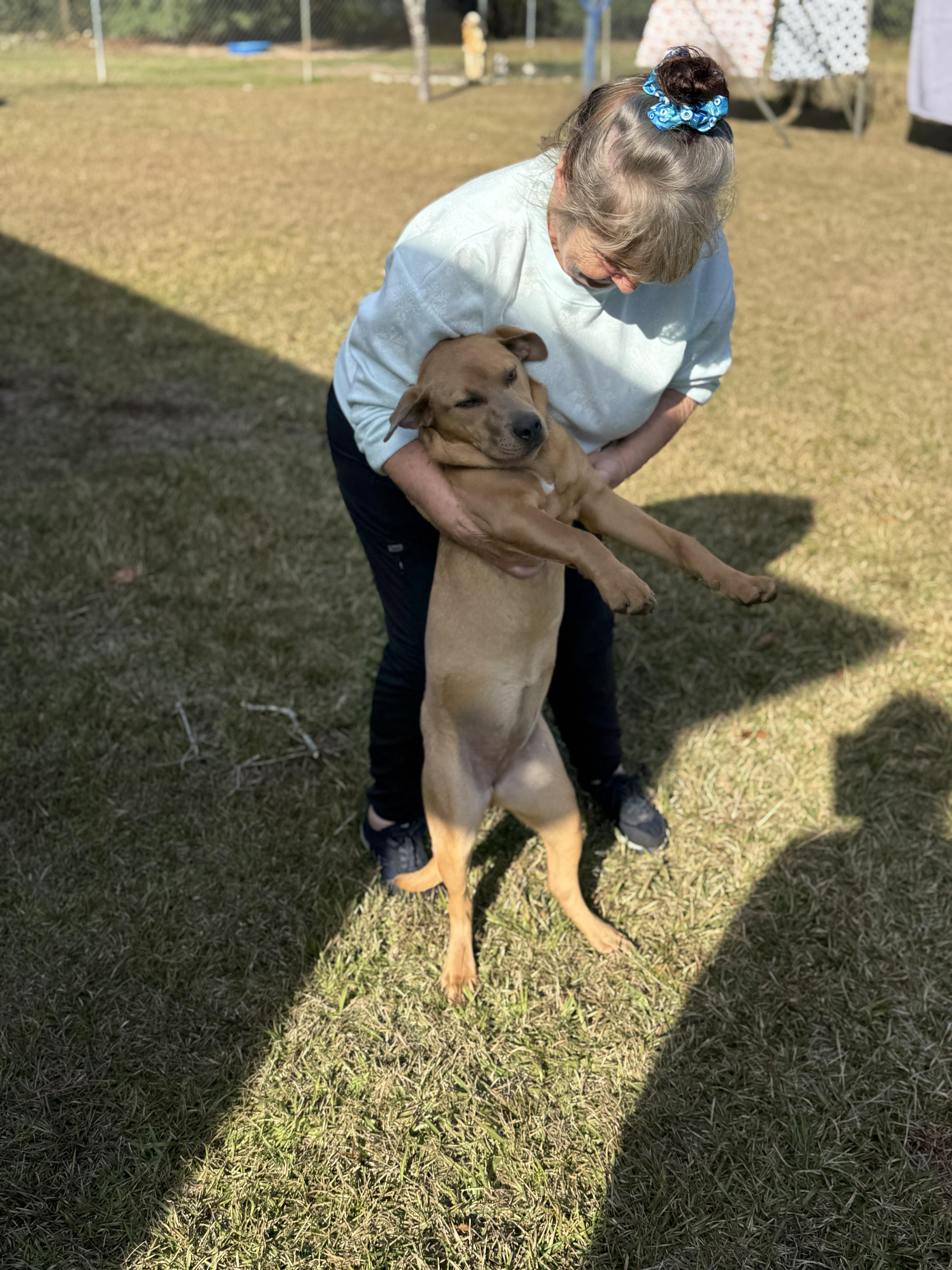 SARABI…..beautiful, loving lap dog!!!!, a Adoptable mixed breed in Cantonment, FL image 2/6