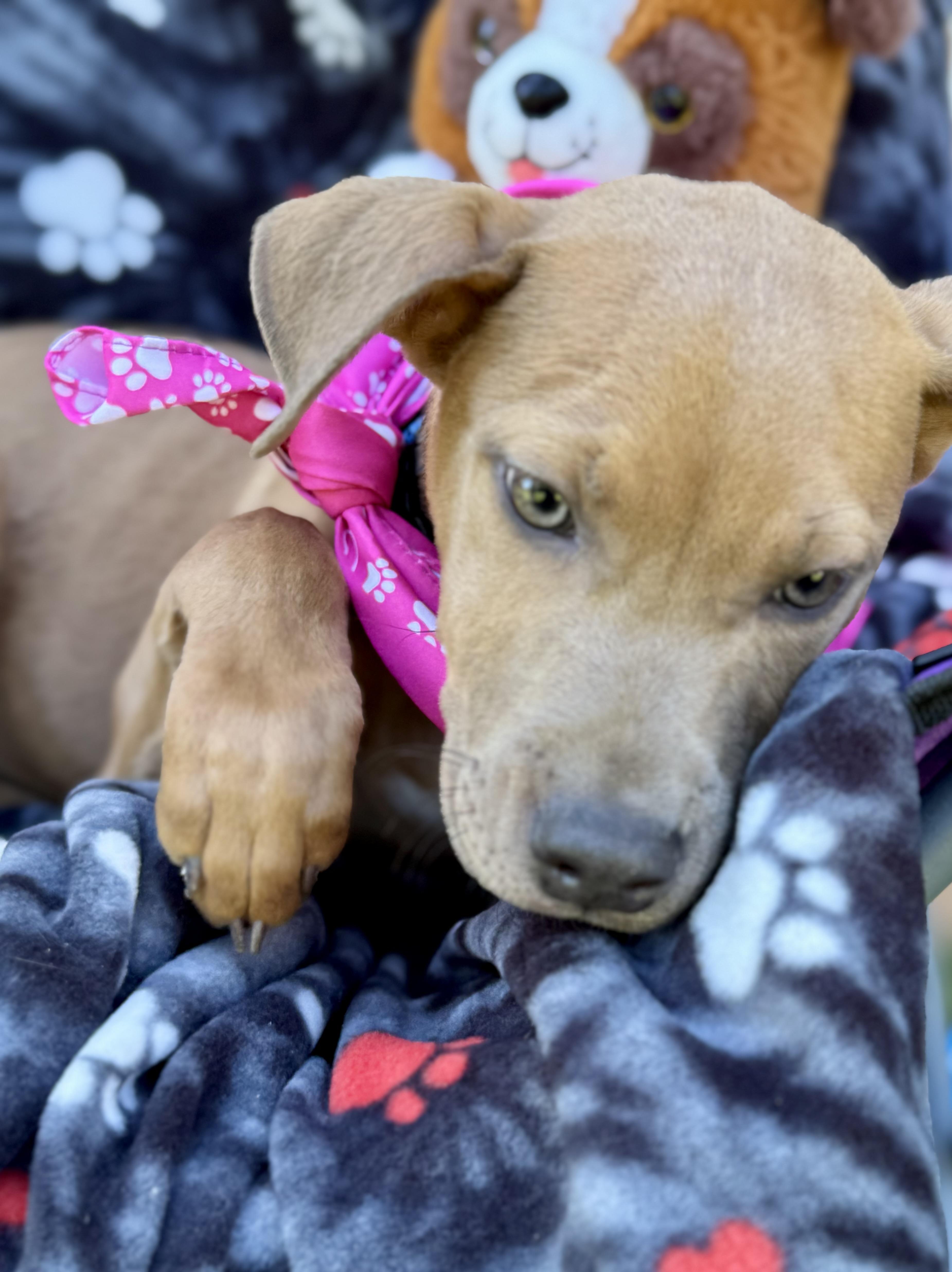 Enlarge SARABI…..sweet, submissive, BABY!!!!, a Adoptable mixed breed in Cantonment, FL image 2/5