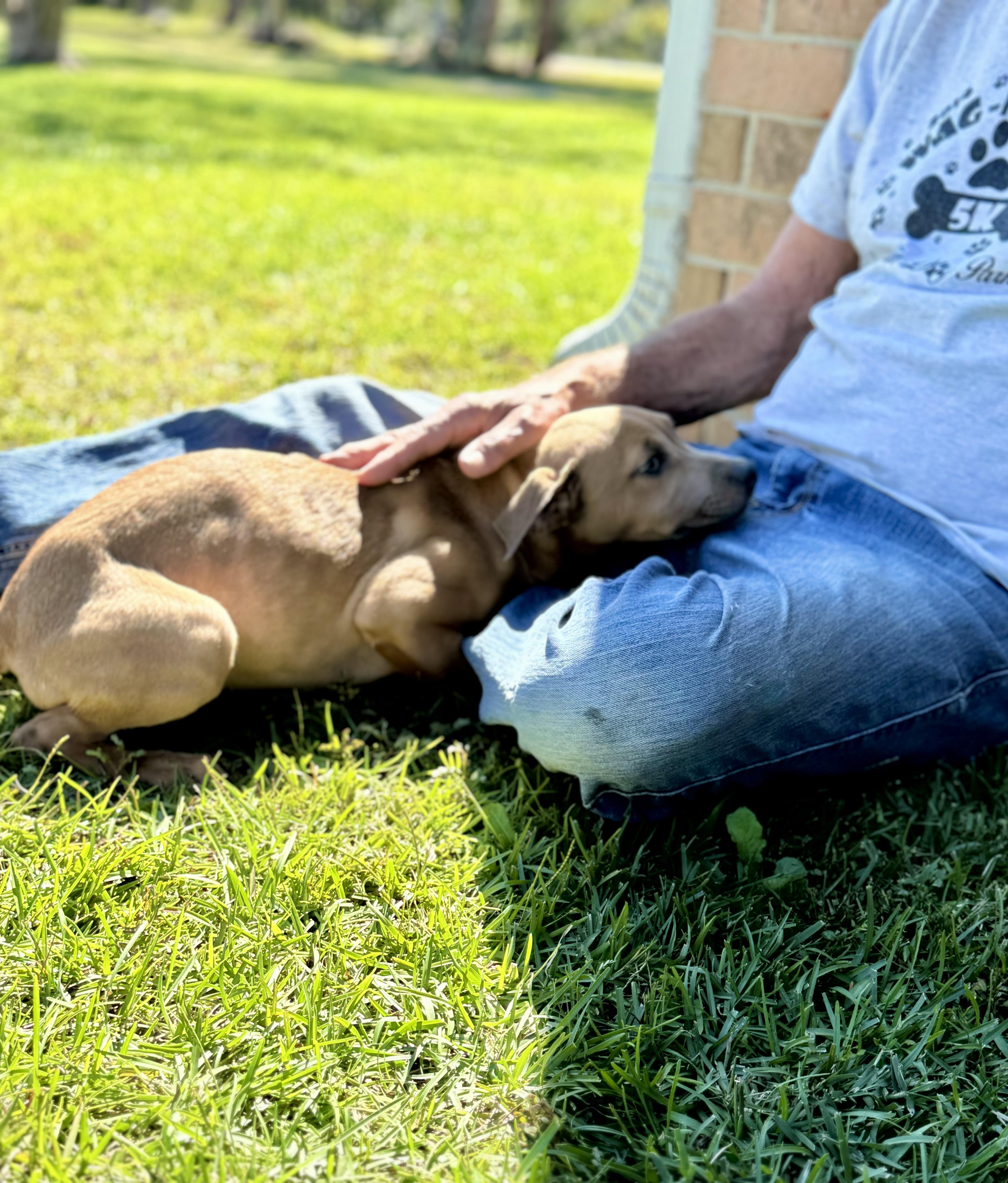 Enlarge SARABI…..sweet, submissive, BABY!!!!, a Adoptable mixed breed in Cantonment, FL image 3/5