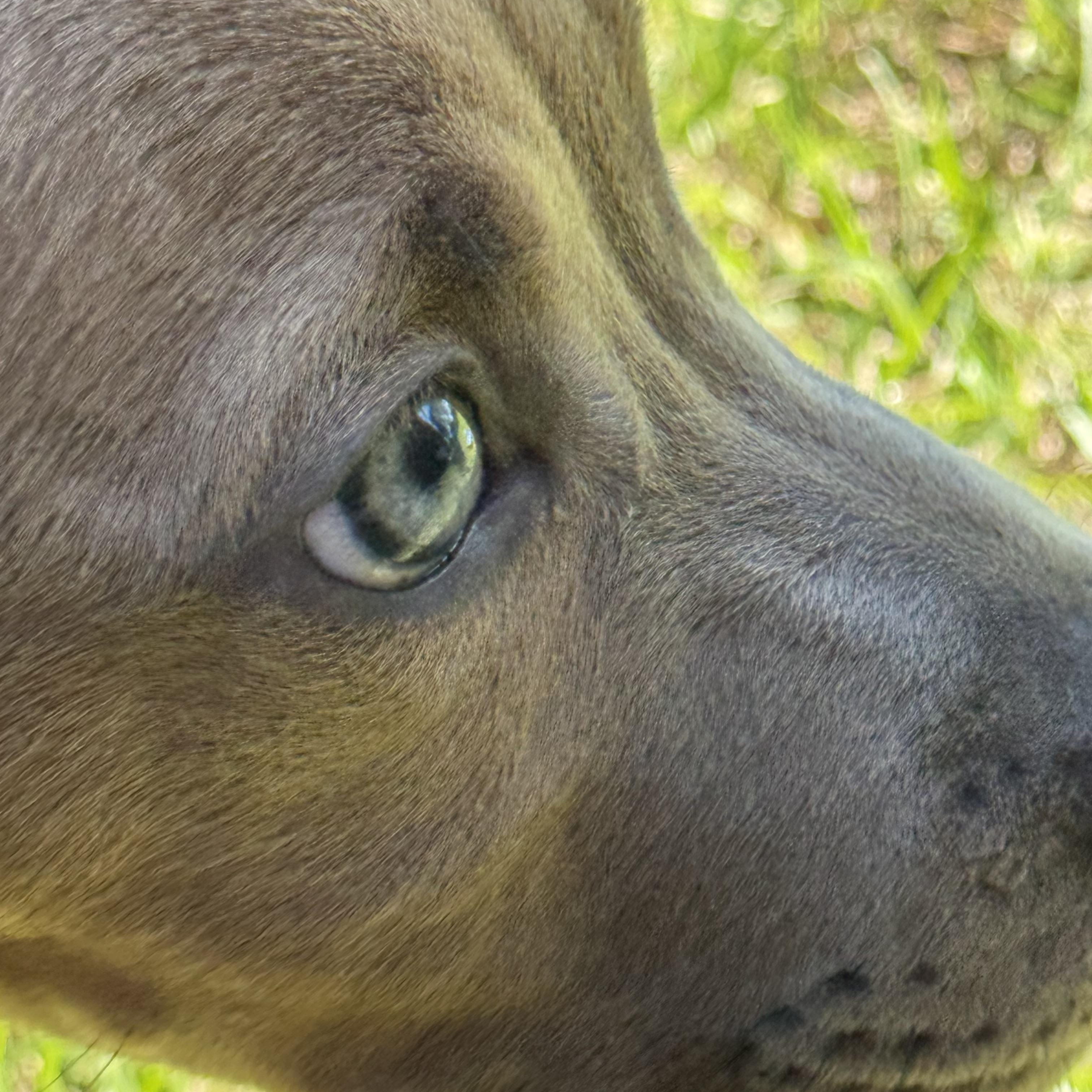 Enlarge SARABI…..sweet, submissive, BABY!!!!, a Adoptable mixed breed in Cantonment, FL image 4/5