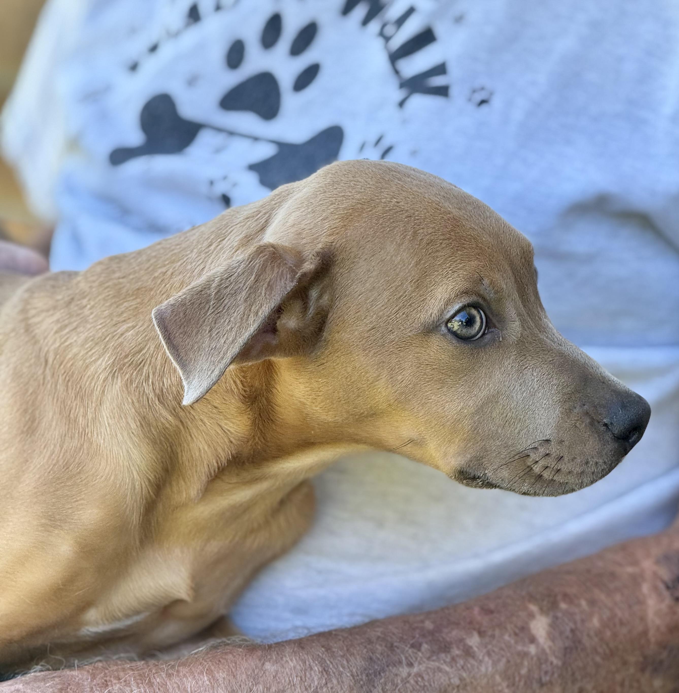 Enlarge SARABI…..sweet, submissive, BABY!!!!, a Adoptable mixed breed in Cantonment, FL image 5/5