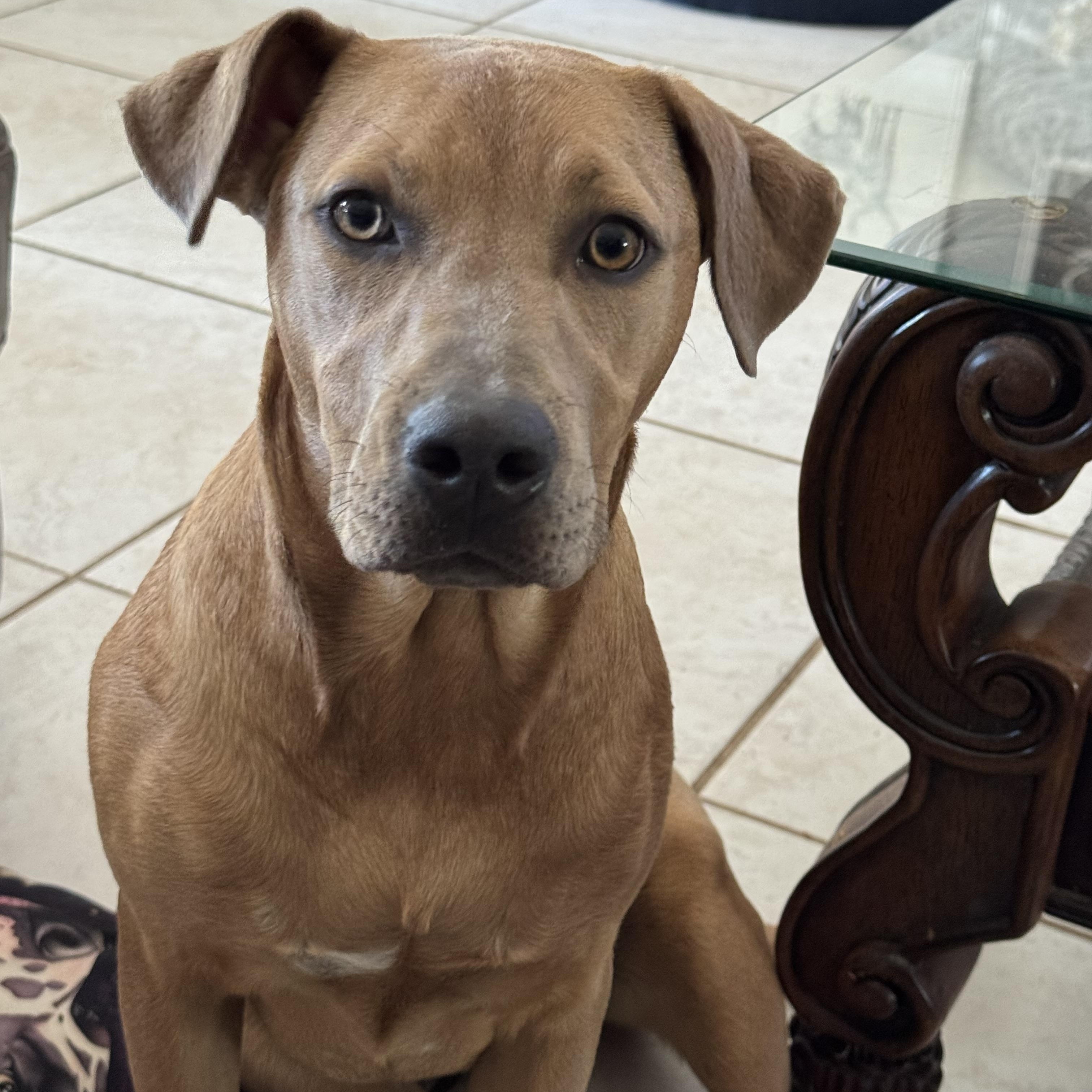 Enlarge SARABI…..beautiful, loving lap dog!!!!, a Adoptable mixed breed in Cantonment, FL image 6/6