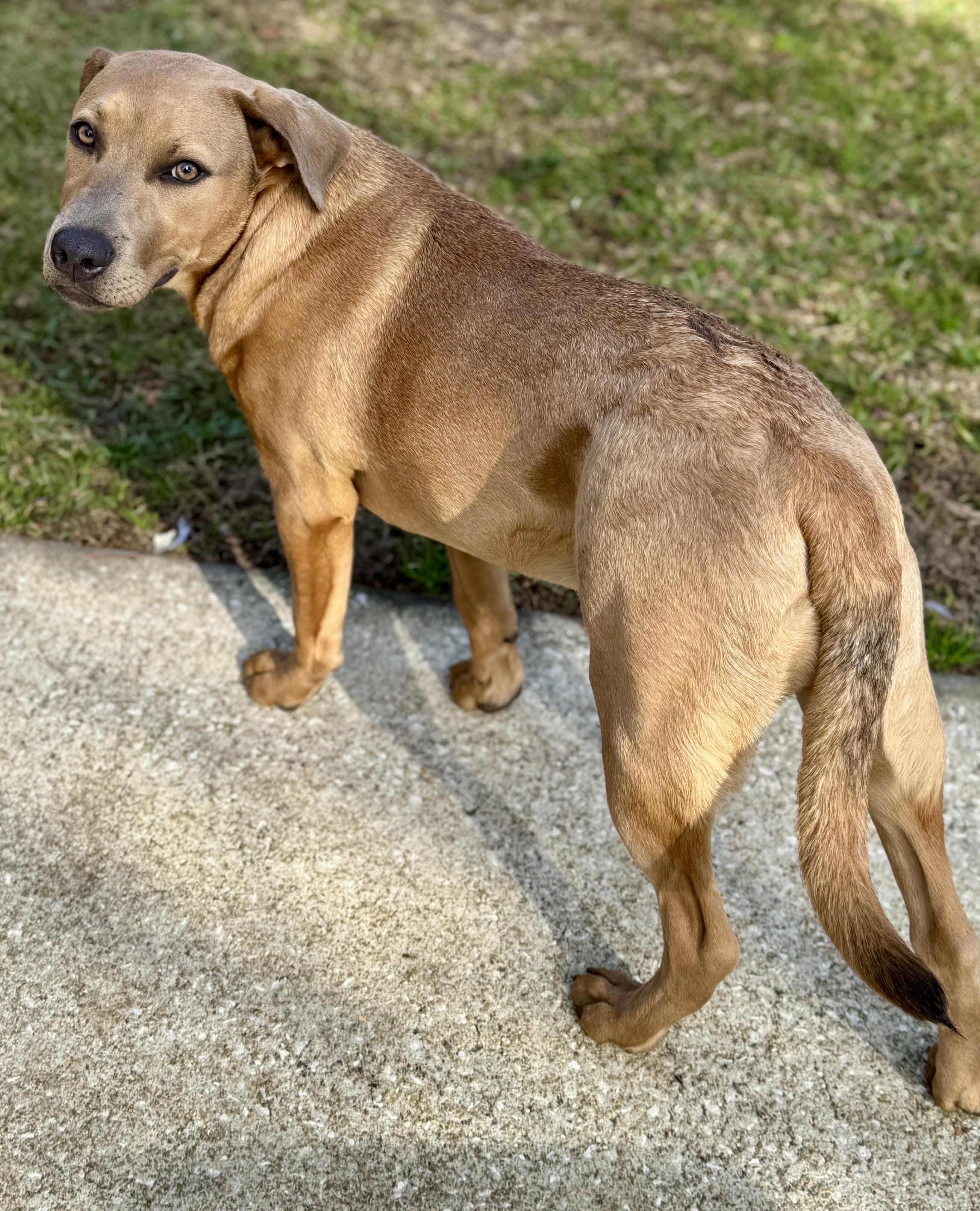 SARABI…..beautiful, loving lap dog!!!!, a Adoptable mixed breed in Cantonment, FL image 3/6
