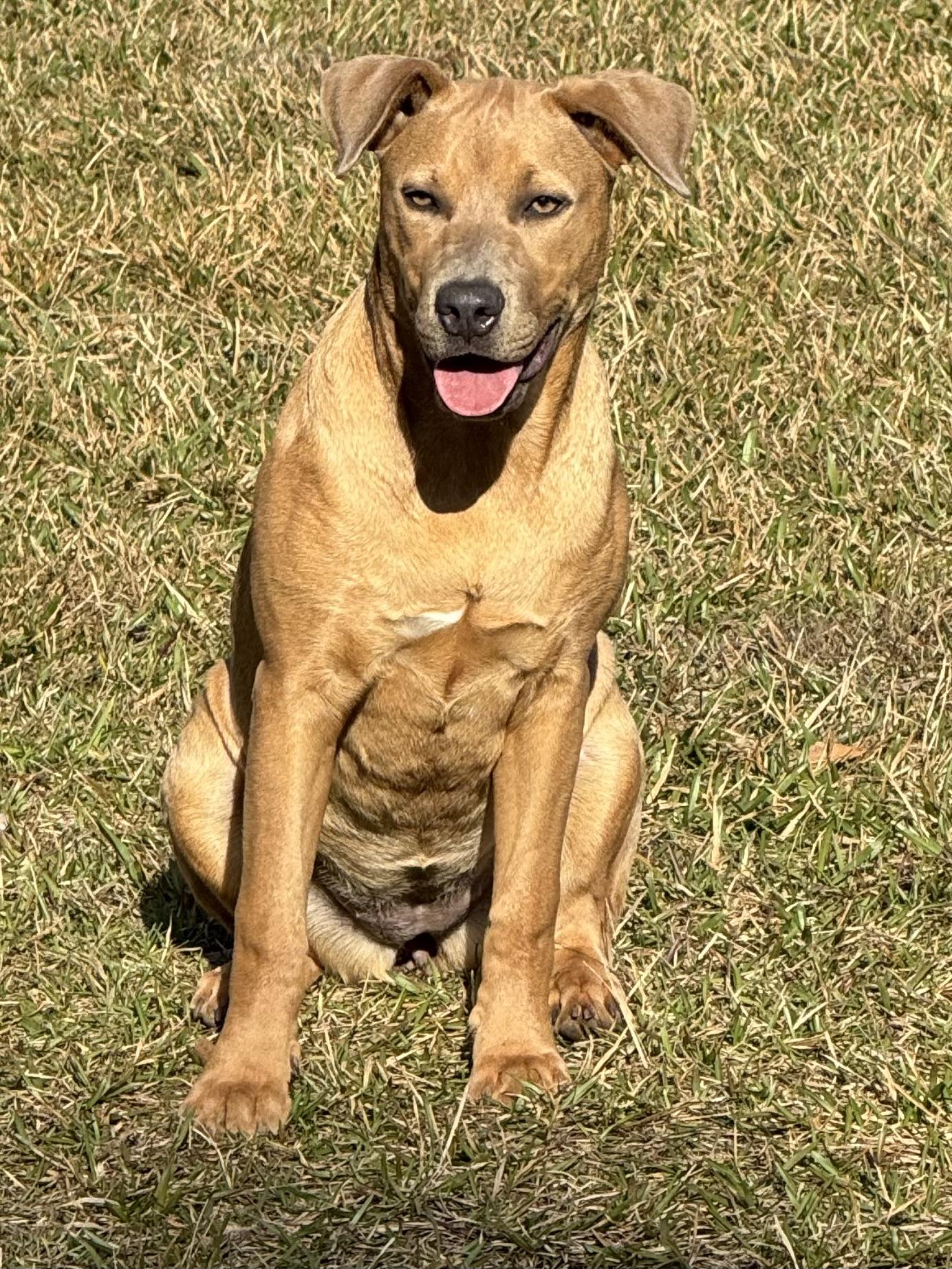 SARABI…..beautiful, loving lap dog!!!!, a Adoptable mixed breed in Cantonment, FL image 5/6