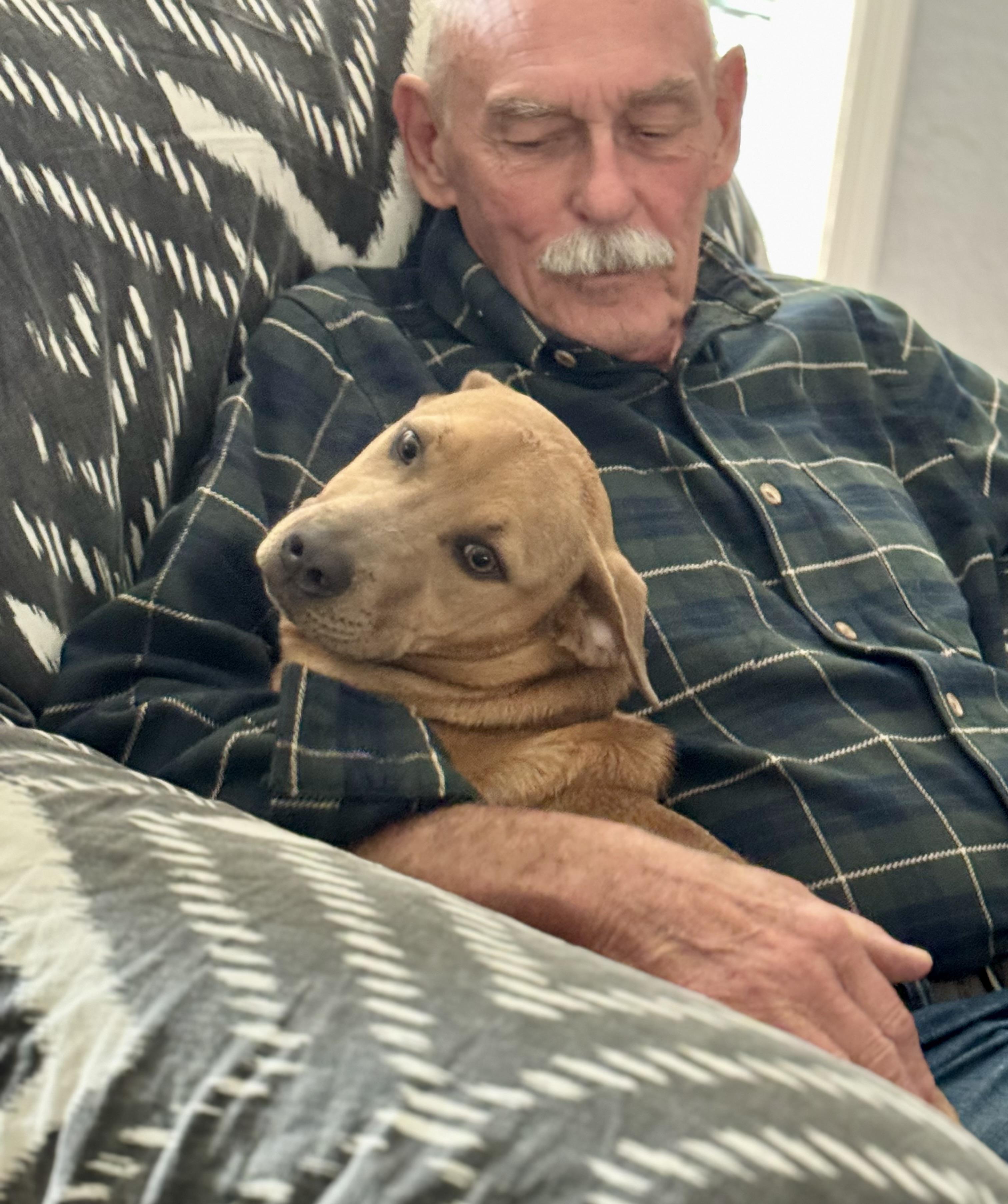 SARABI…..beautiful, loving lap dog!!!!, a Adoptable mixed breed in Cantonment, FL image 1/6