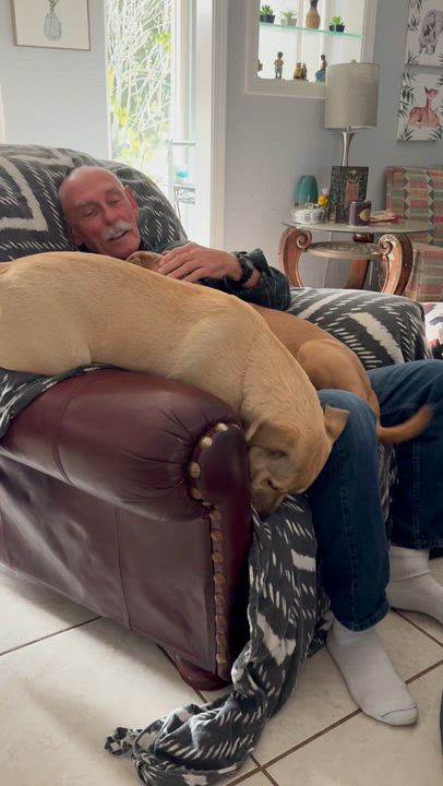 Enlarge SARABI…..beautiful, loving lap dog!!!!, a Adoptable mixed breed in Cantonment, FL video 6/6