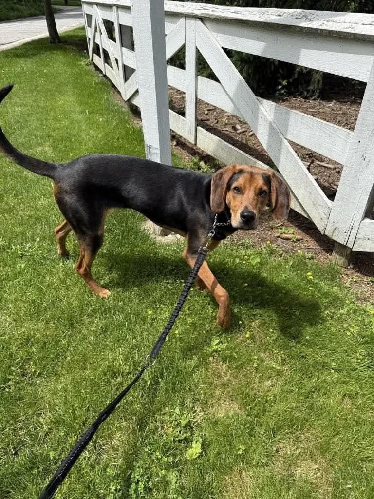 Enlarge Norman, a ADOPTABLE Coonhound in St. Clairsville, OH image 2/2