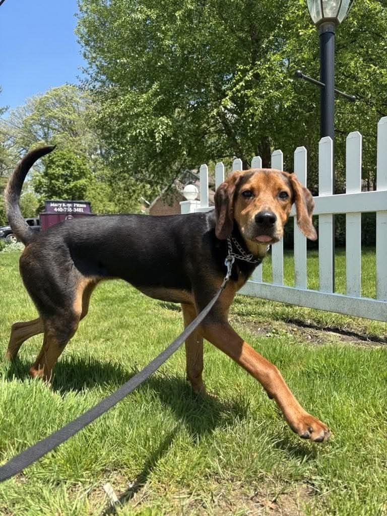 Enlarge Norman, a ADOPTABLE Coonhound in St. Clairsville, OH image 1/2