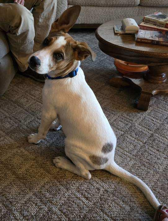 Charlie, an adoptable Australian Cattle Dog / Blue Heeler, Boxer in Riverton, WY, 82501 | Photo Image 3