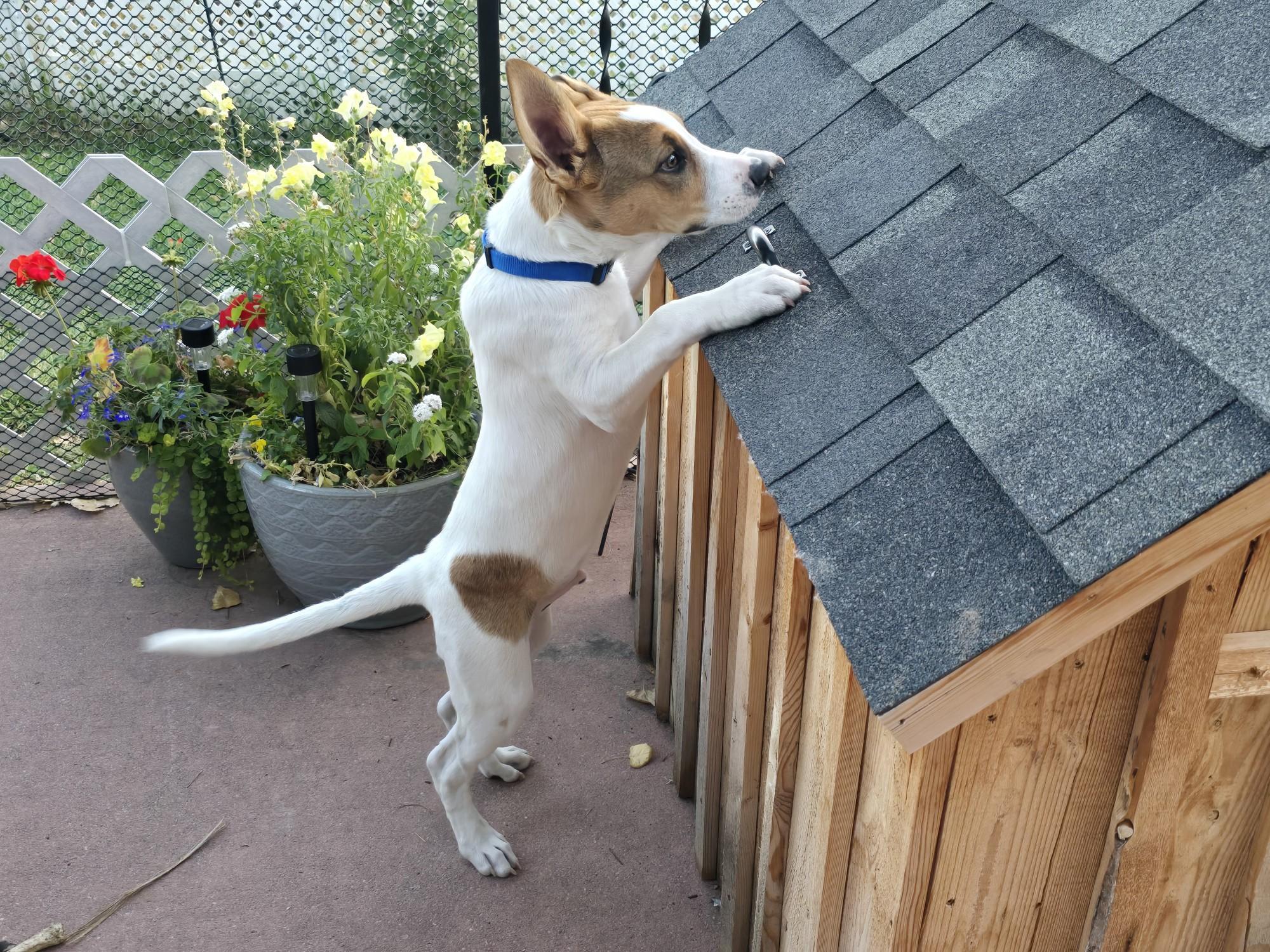Charlie, an adoptable Australian Cattle Dog / Blue Heeler, Boxer in Riverton, WY, 82501 | Photo Image 2
