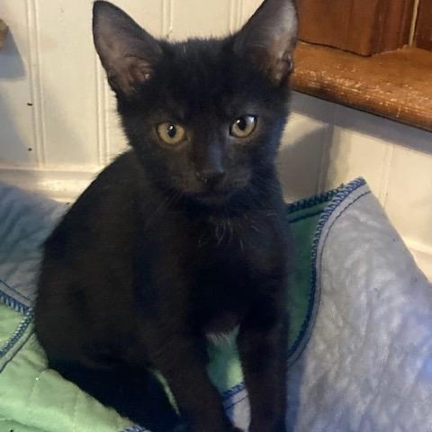 Enlarge GHIRADELLI, a ADOPTABLE mixed breed in Watkinsville, GA image 1/1