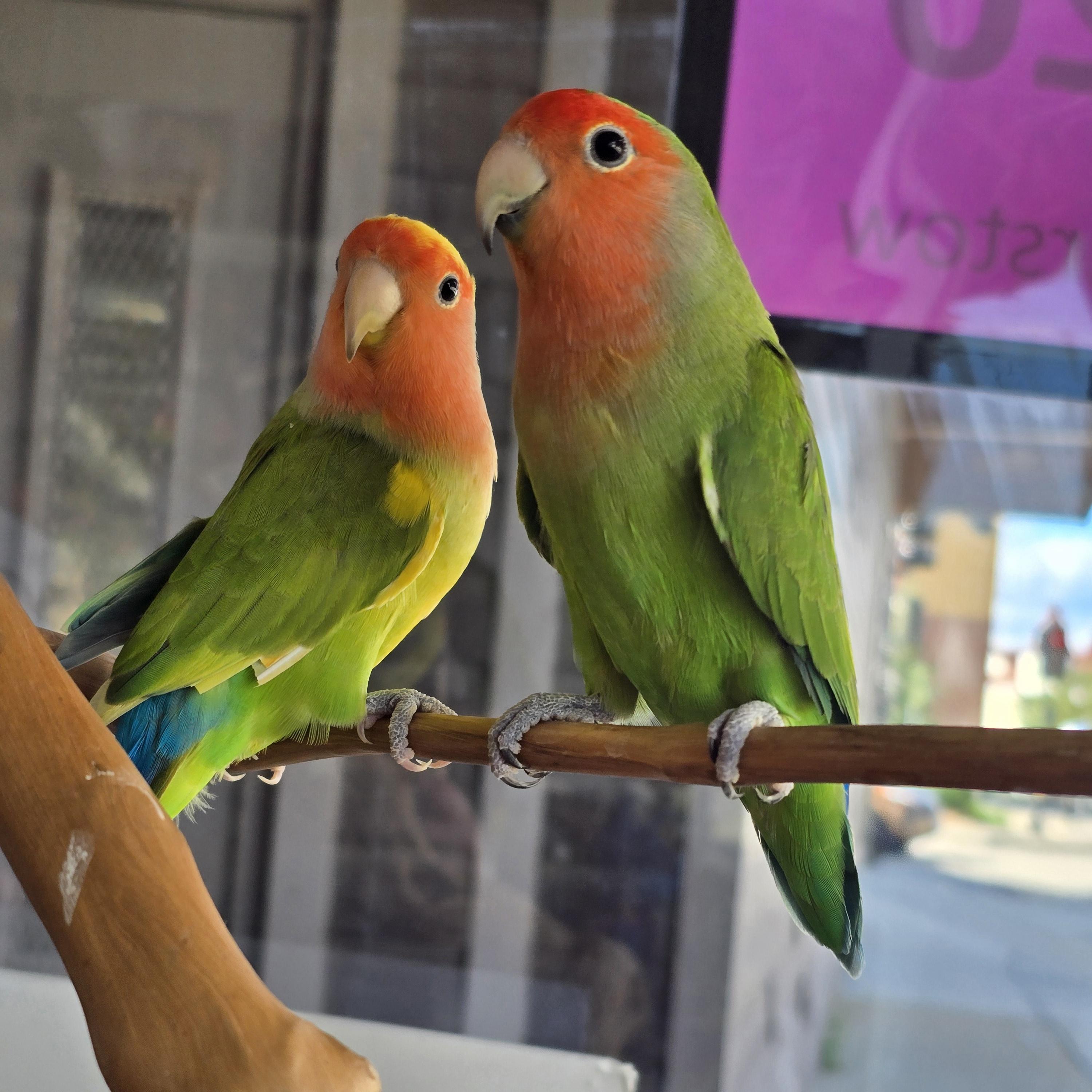 Valentino and Armani, Adoptable, Young Male Lovebird.