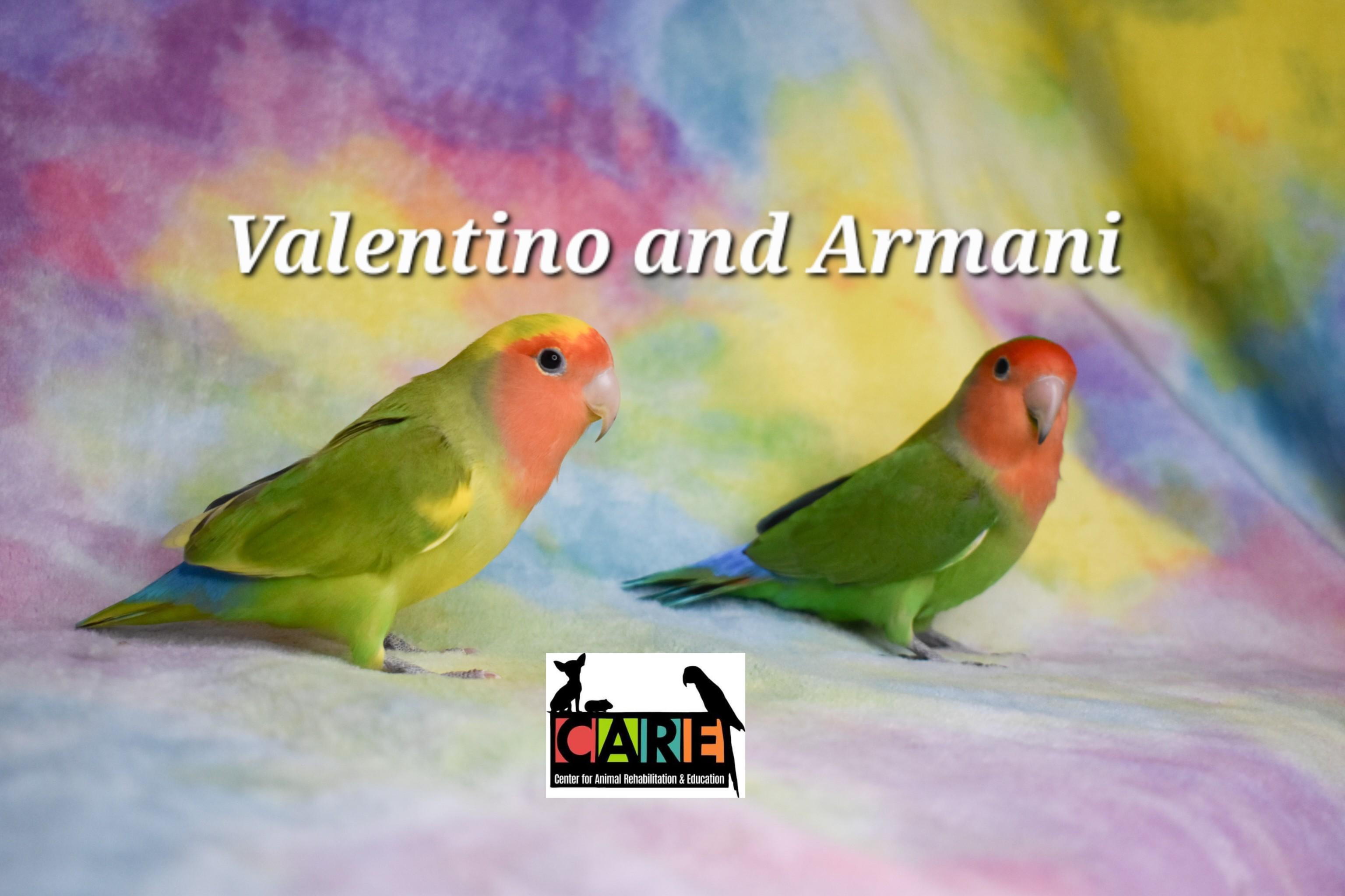 Enlarge Valentino and Armani, a Adoptable Lovebird in Waukesha, WI image 3/5