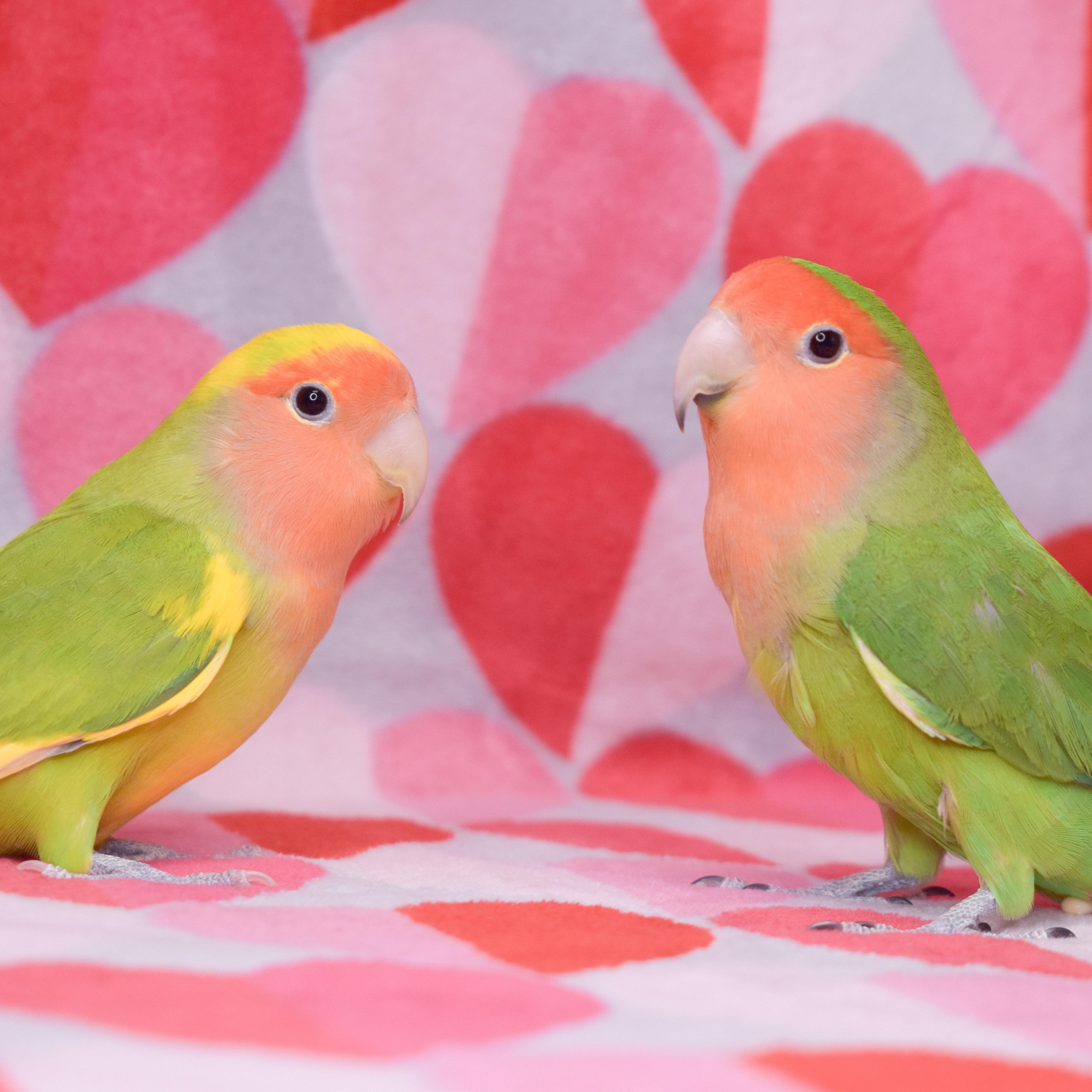 Enlarge Valentino and Armani, a Adoptable Lovebird in Waukesha, WI image 1/6
