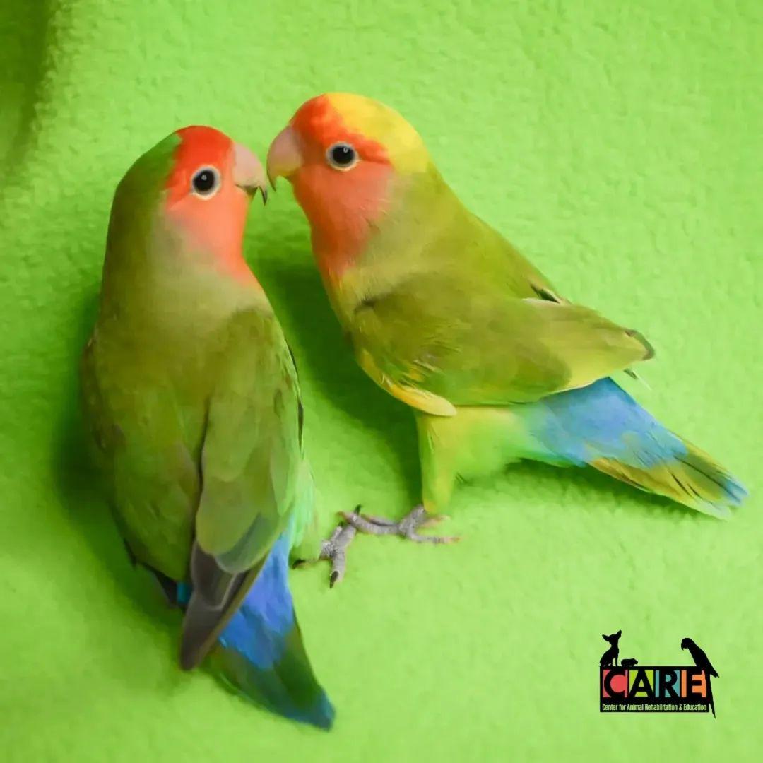 Enlarge Valentino and Armani, a Adoptable Lovebird in Waukesha, WI image 1/5
