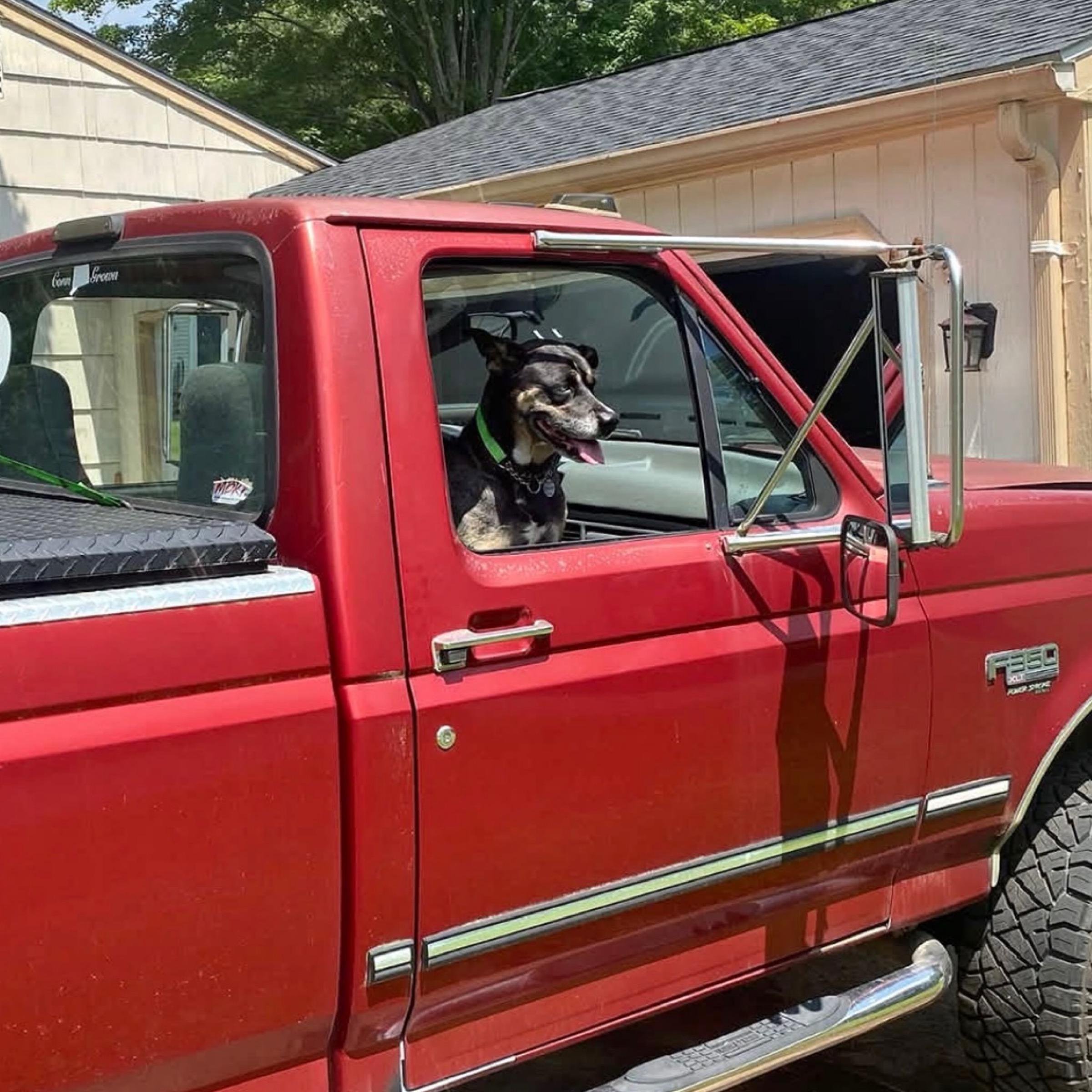 Ziggy, an adopted mixed breed in Kingwood, TX image 5/6
